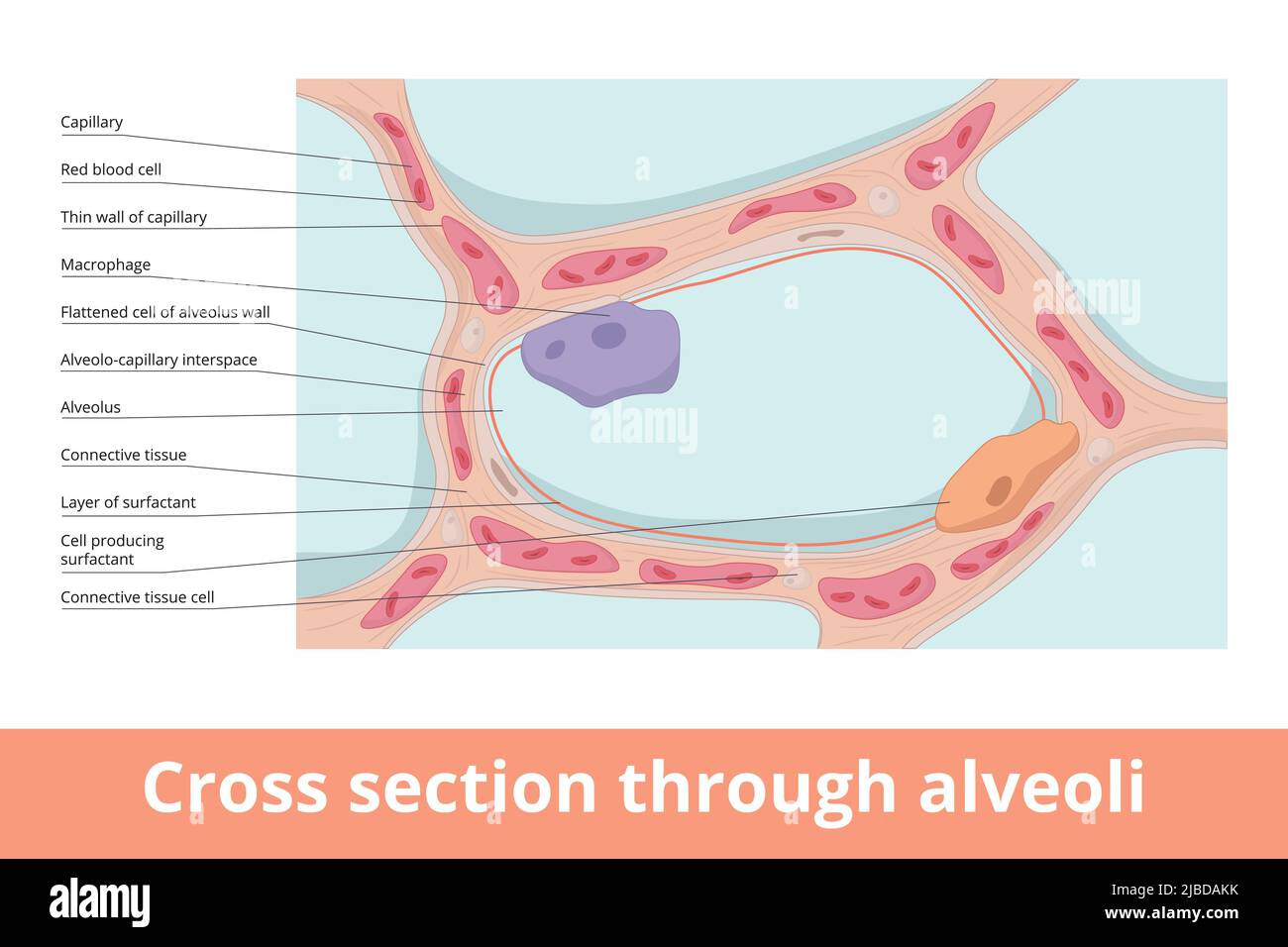 Alvéoles en coupe montrant les entités structurelles de base : capillaires, macrophages, alvéoles et surfactant de production cellulaire. Illustration de Vecteur