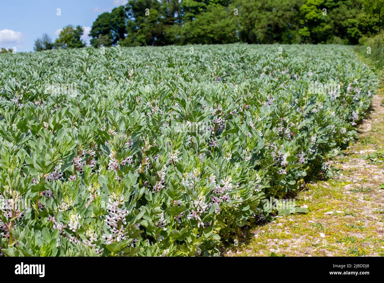 Grandes plantes de haricots qui poussent dans un champ de ferme, Hampshire, Angleterre Banque D'Images