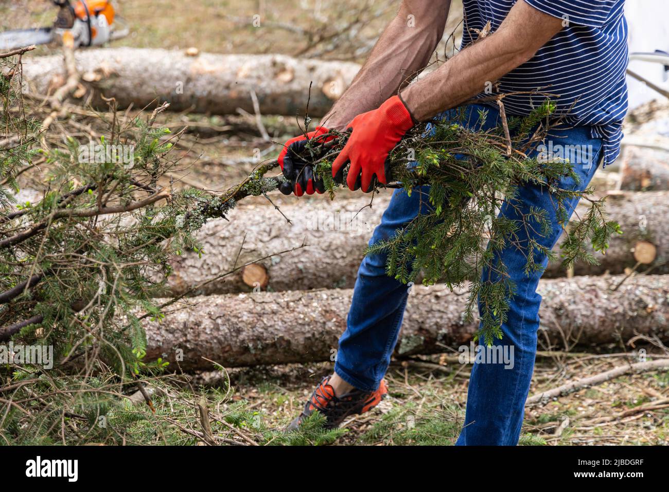 Gros plan sur les bras et les jambes d'un homme aux bras musclés portant des gants de sécurité rouges, tirant les branches des arbres au lendemain de la tempête. Banque D'Images