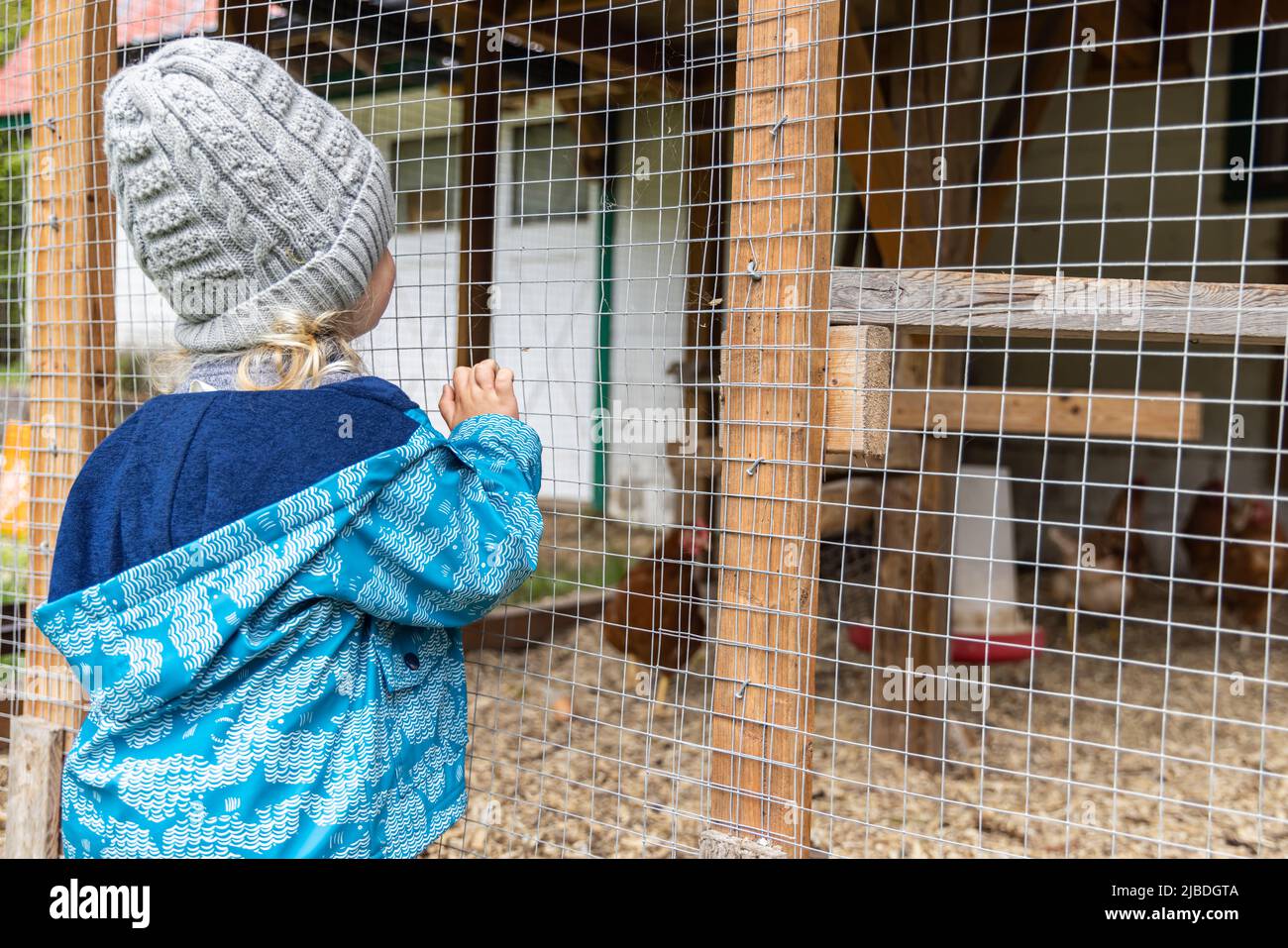 Un enfant curieux portant un chapeau gris est vu de l'arrière, regardant à travers le filet d'une enceinte de poulet sur un petit ranch. Copier l'espace vers la droite. Banque D'Images