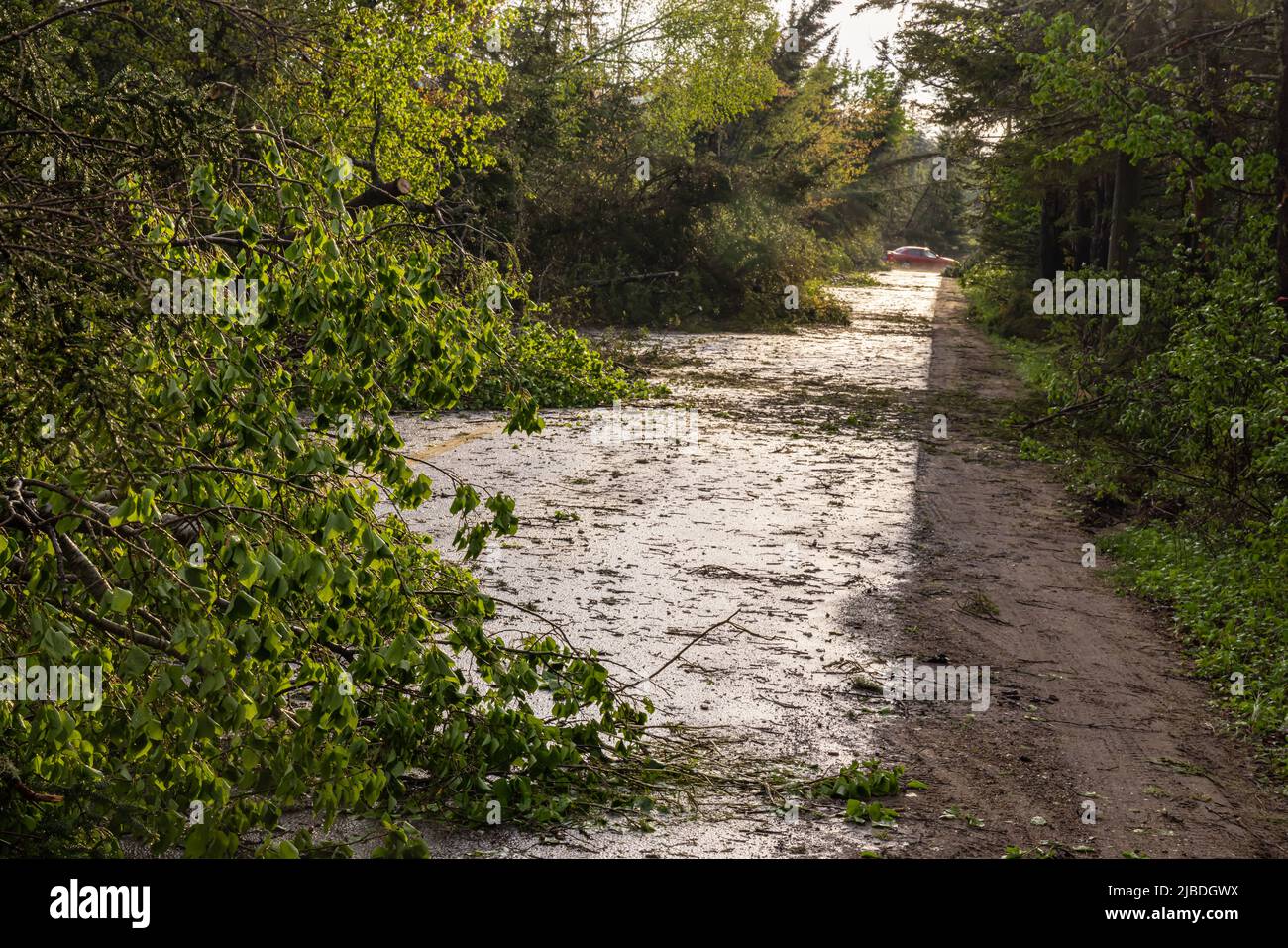 Vue depuis une petite route de village après un temps dangereux avec la force de l'ouragan guette les arbres déracinés et apporte la destruction. Copier l'espace à droite. Banque D'Images