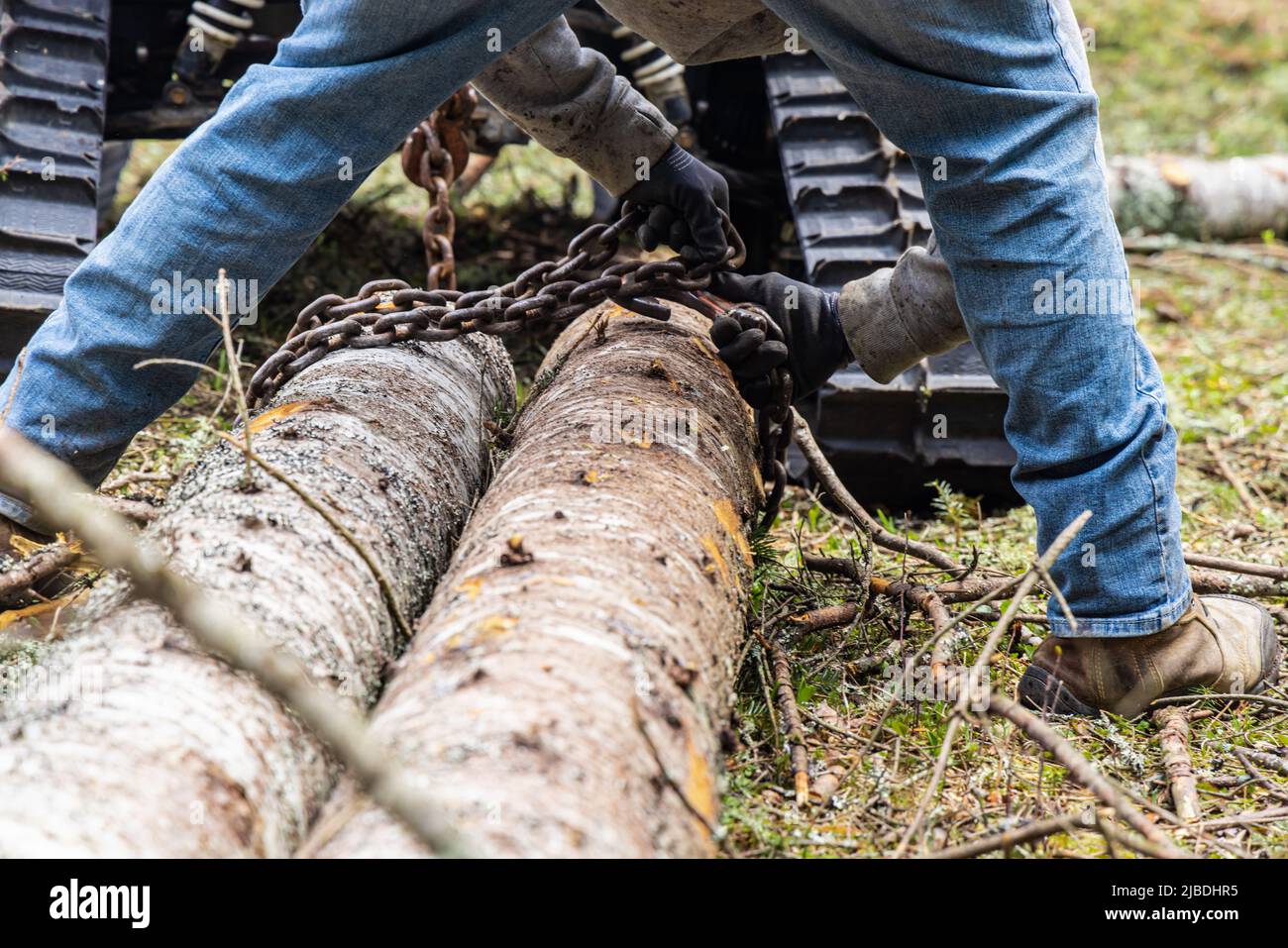 Gros plan sélectif sur les mains d'un homme portant des gants de protection alors qu'il enroule la chaîne rouillée autour de deux arbres abattus prêts pour le transport. Banque D'Images