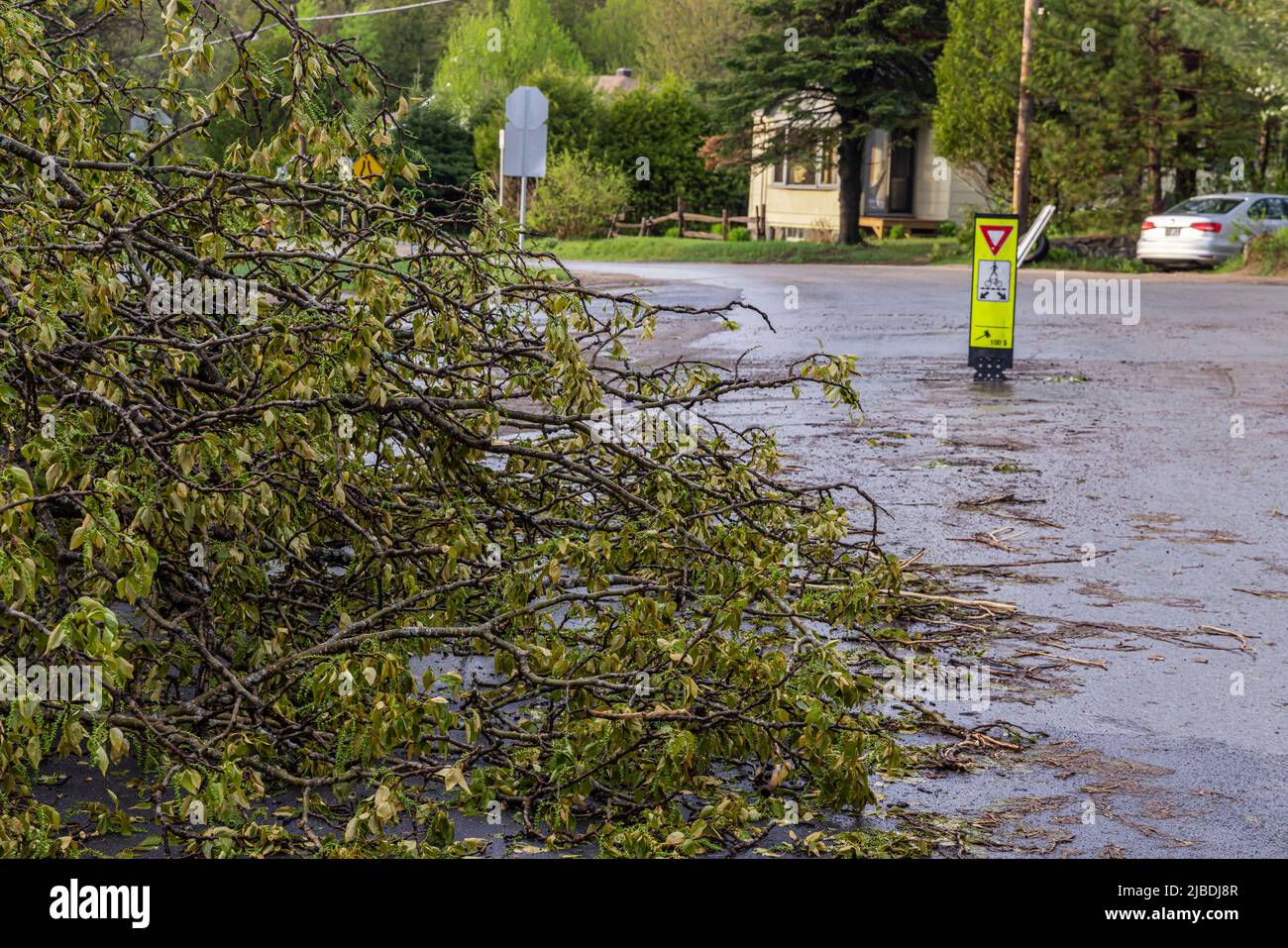 Un arbre tombé est vu bloquant la route dans le quartier touché par les vents forts et le mauvais temps. Scène de rue floue en arrière-plan avec espace de copie. Banque D'Images