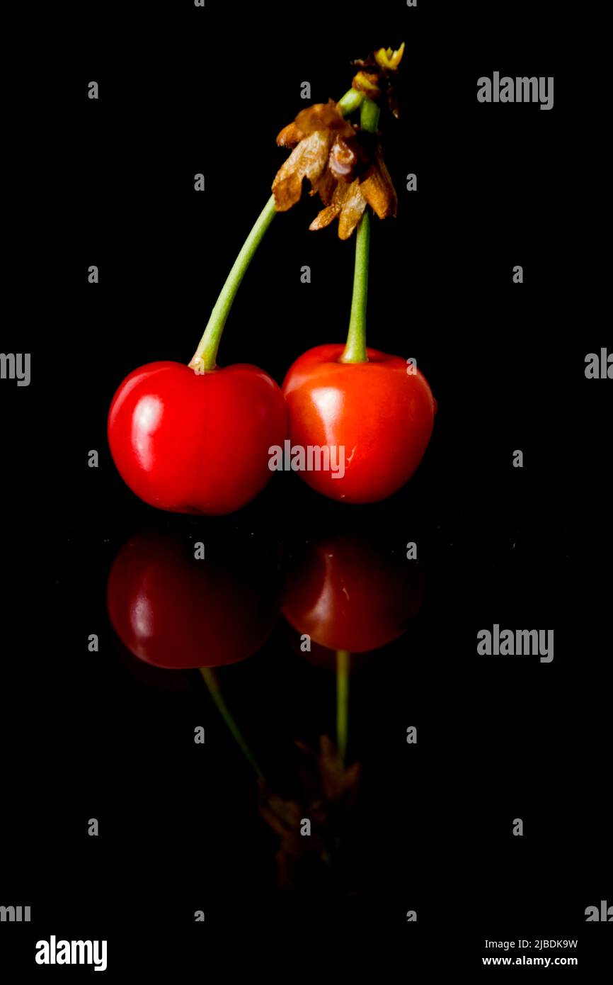 Cerises rouges isolées sur le noir Banque D'Images