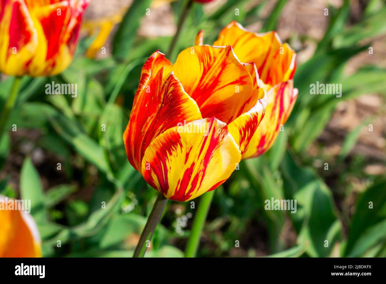 Fleurs de tulipe rouge vif, orange et jaune sur le terrain au printemps. Banque D'Images