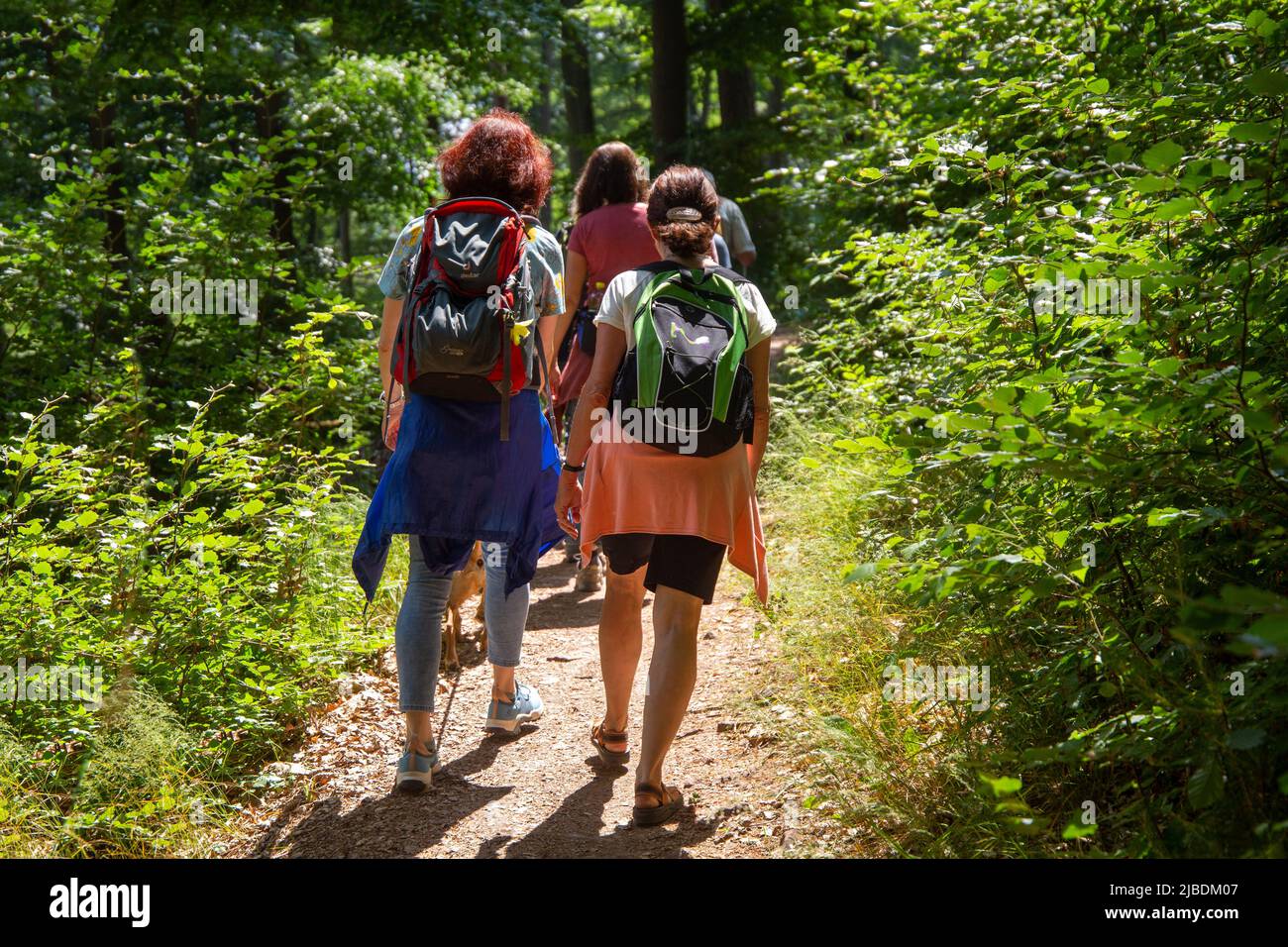 Groupe de randonneurs dans la forêt du Palatinat, Allemagne Banque D'Images