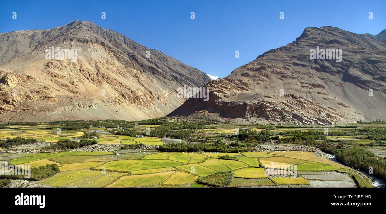 Champ de céréales dans la vallée de Wakhan, région de Gorno-badakhshan, frontière avec le Tadjikistan et l'Afghanistan. Couloir de Wakhan. Hindoukush montagnes ce champ est sur AFGH Banque D'Images