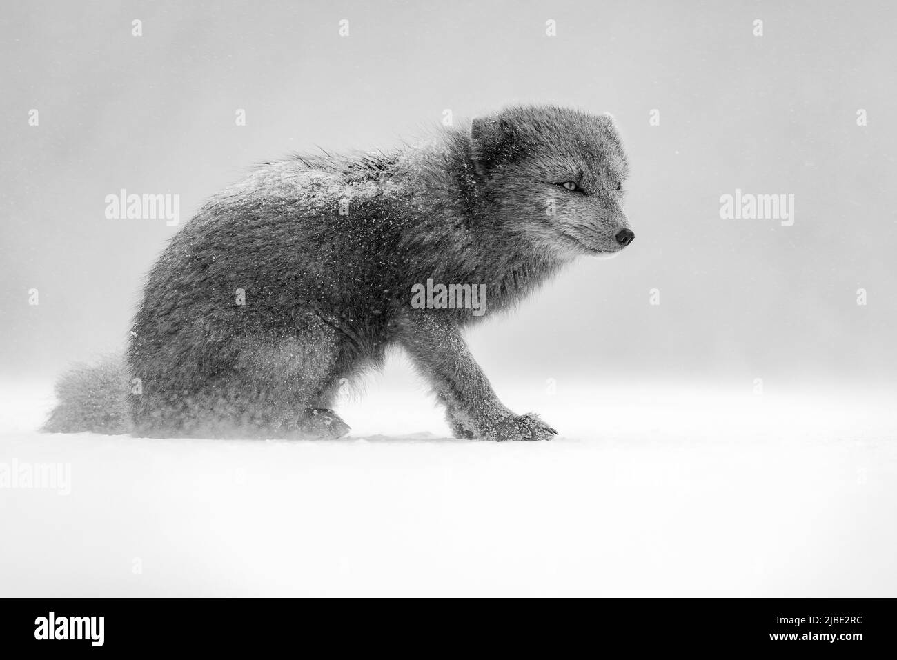 Renard arctique profitant de la neige dans la réserve naturelle de Hornstrandir, Islande. Banque D'Images