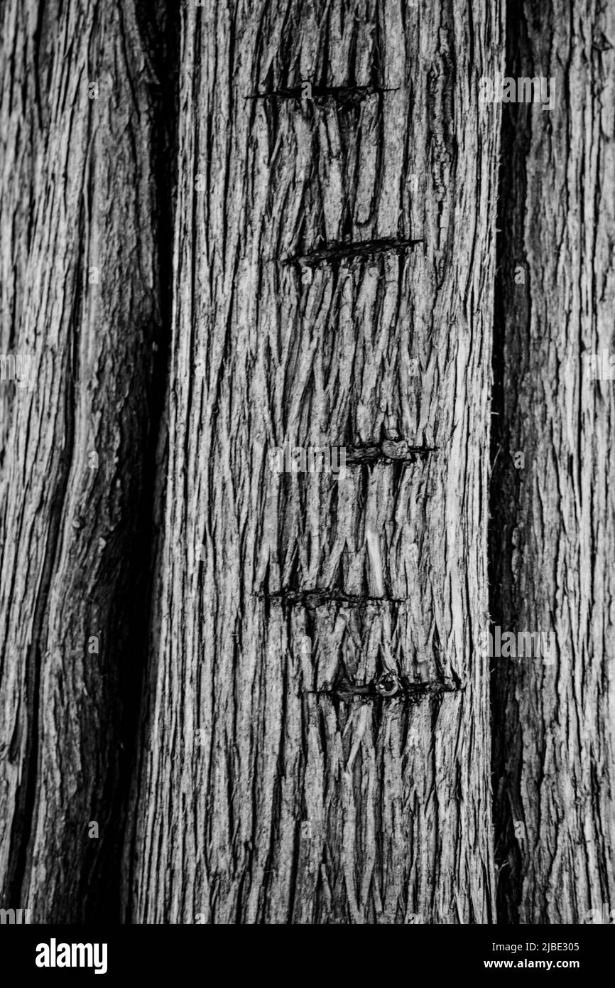 Gros plan marqué d'un tronc d'arbre ; peut être utilisé comme arrière-plan, papier peint, texture, motif ou abstrait - photographie de stock Banque D'Images