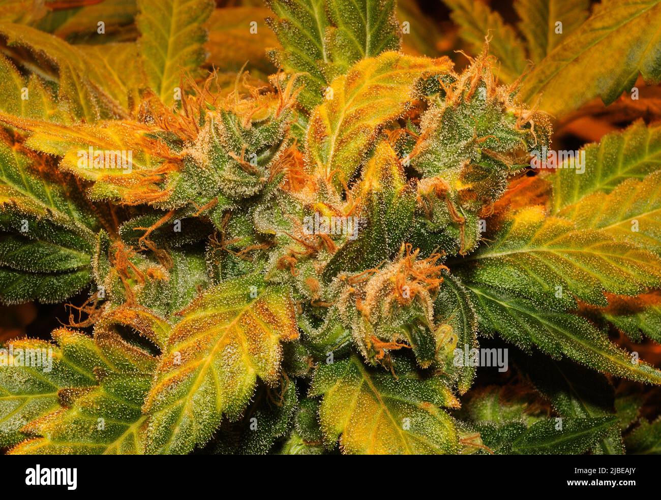 Fleurs de cannabis matures et trichomes Banque D'Images