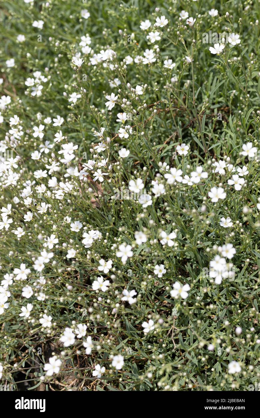 Gypsophila franzii - souffle du bébé nain. Banque D'Images