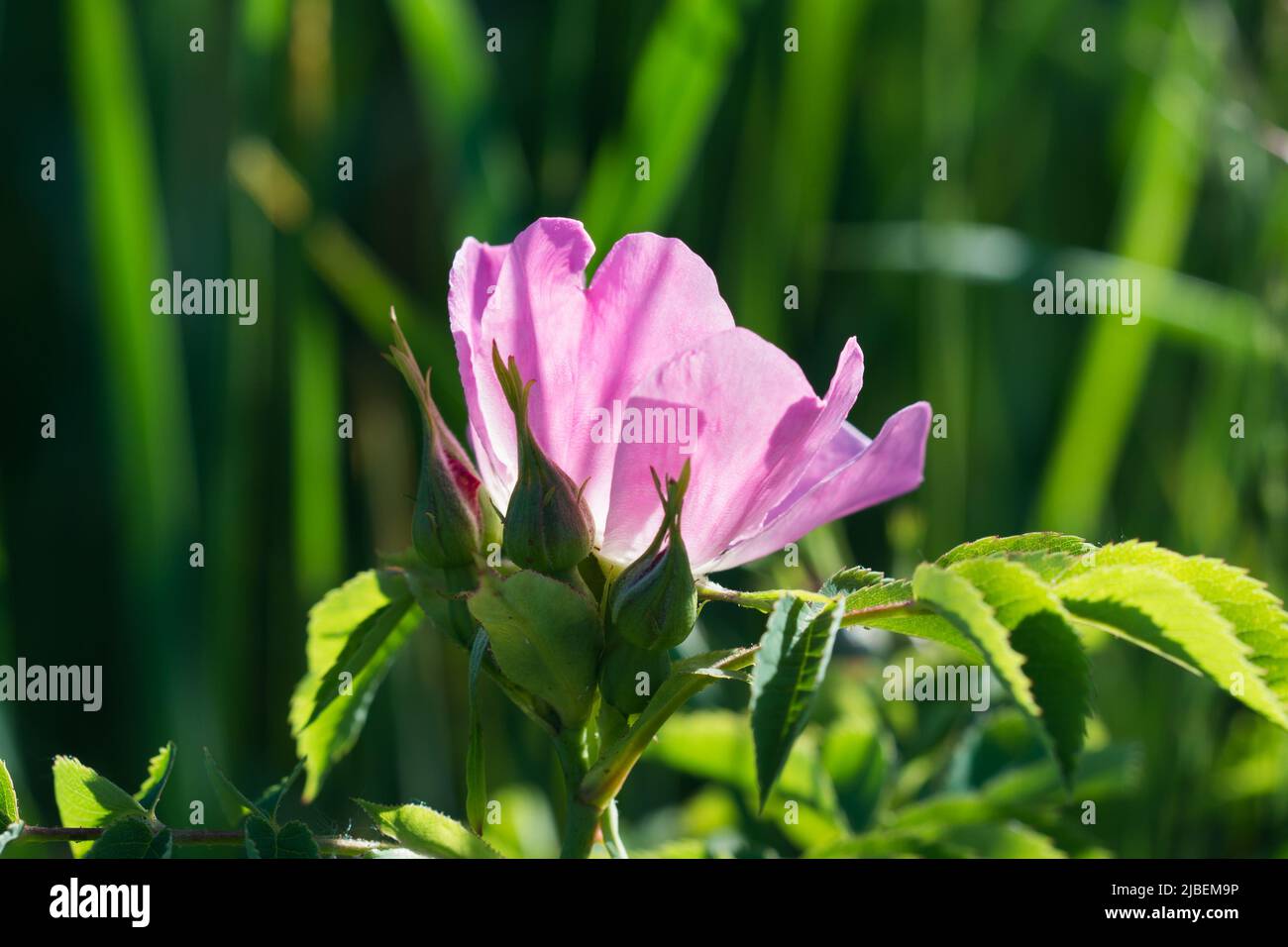 fleur rose sauvage sur branche gros plan sélectif Banque D'Images