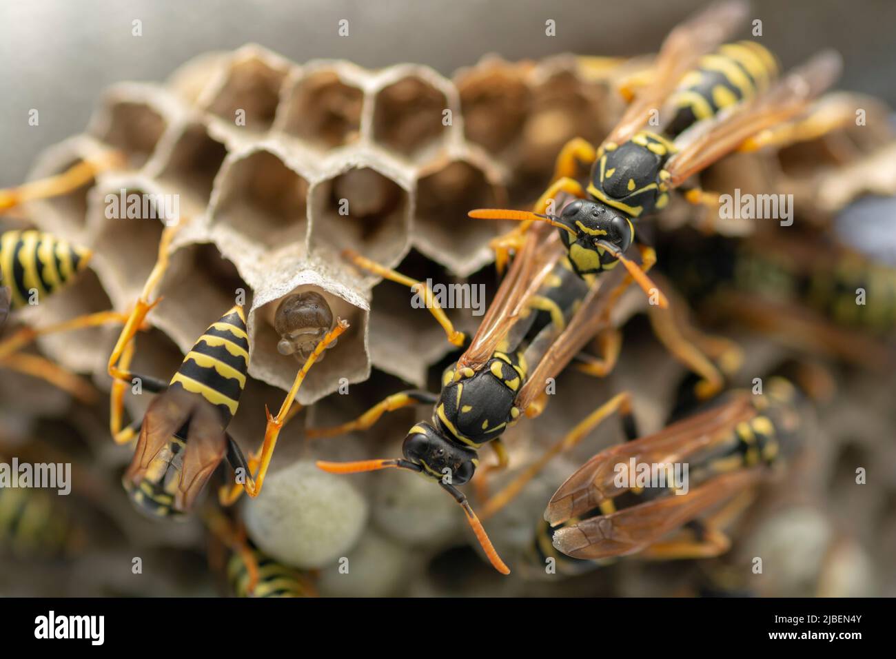 La guêpe européenne (Vespula germanica) construit un nid pour commencer une nouvelle colonie. Banque D'Images