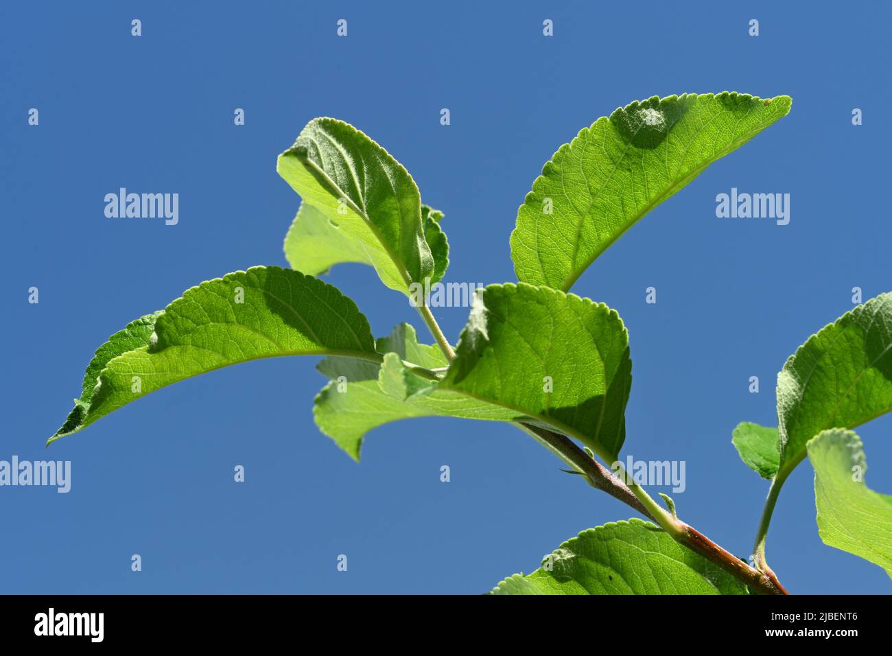 Feuilles d'un arbre aux pommes Golden Delicious sur fond bleu ciel. Banque D'Images