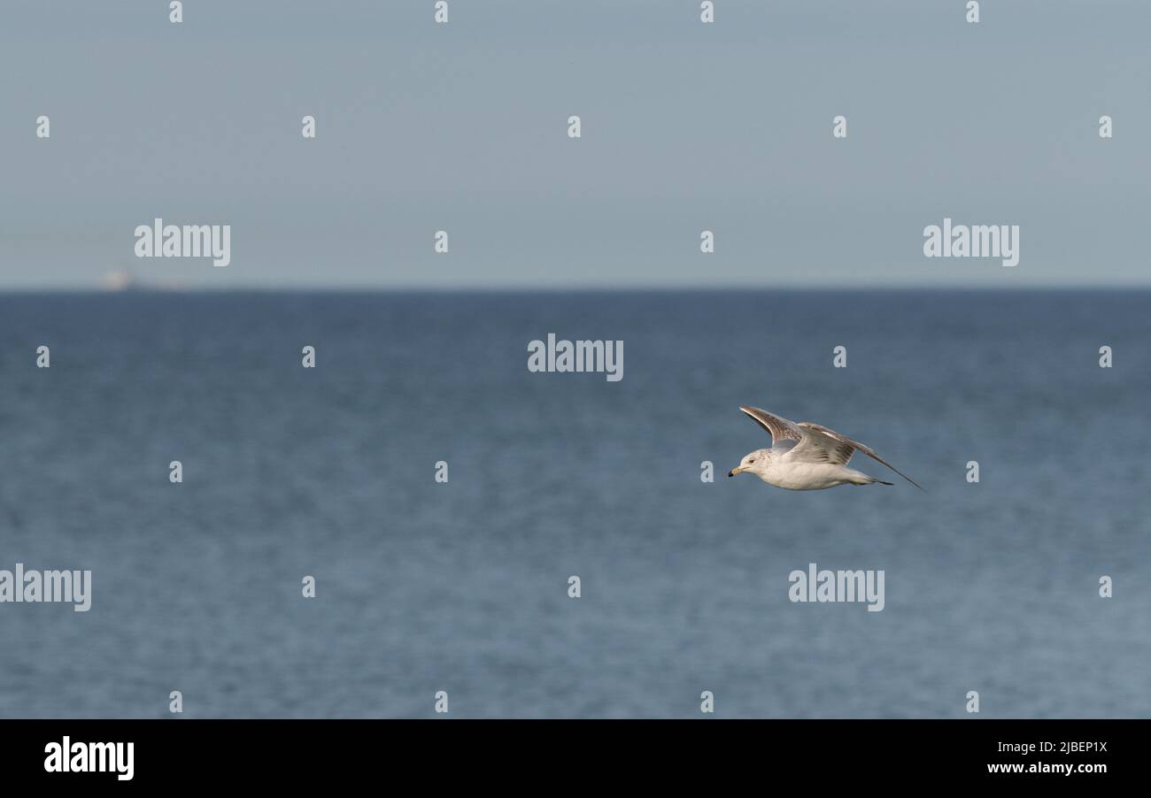 Un oiseau isolé d'eau de mouette ou de volaille d'eau en plein vol avec des ailes étalées sur l'eau du lac Ontario au Canada salle de format horizontal pour le type Banque D'Images