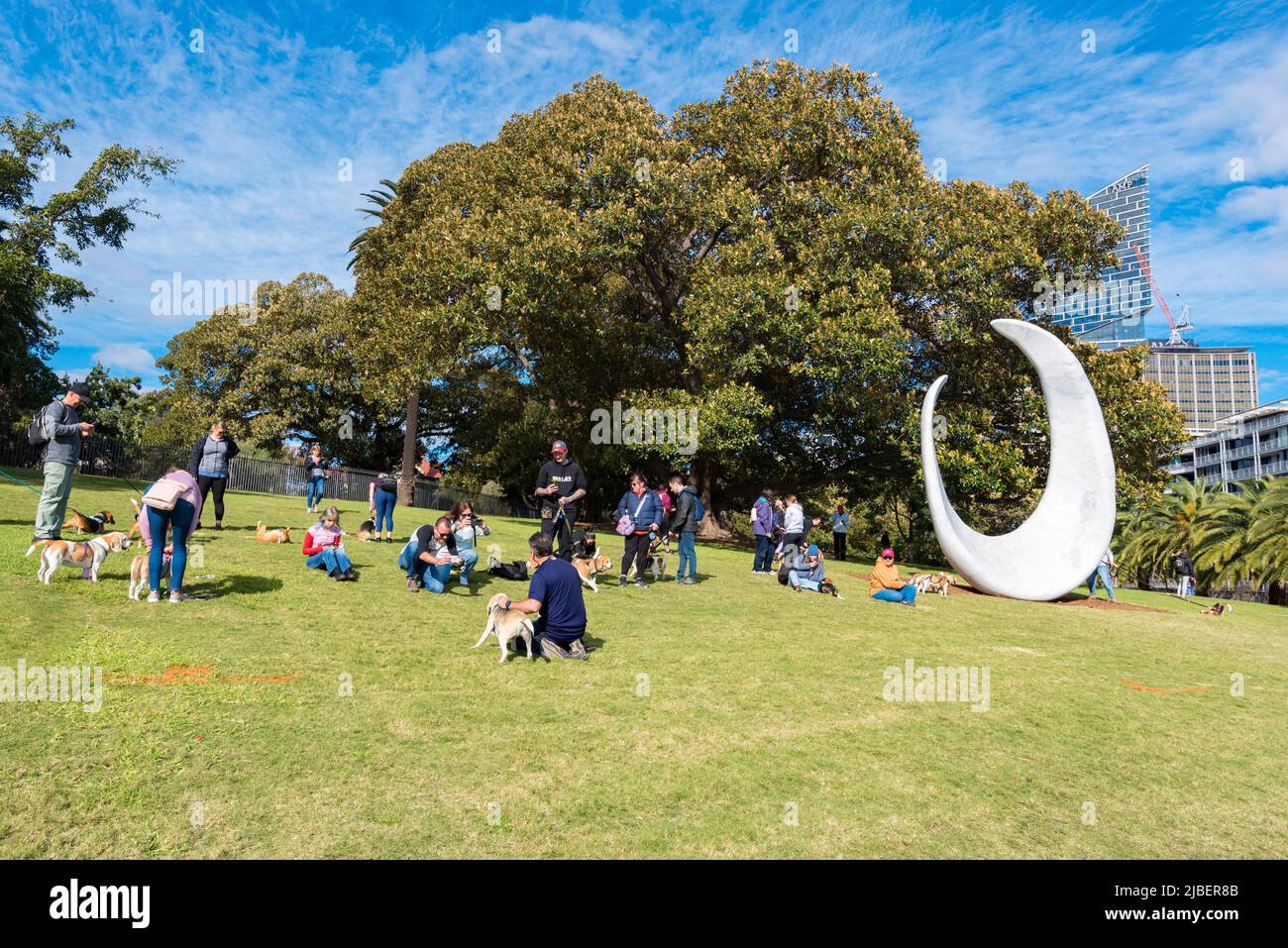 Les membres du club Beagle de l'ouest de Sydney marchent leurs chiens sur les pelouses de la Cité Tarpeienne, au-dessus de Dubbagullee (Bennelong Pt et l'Opéra de Sydney) Banque D'Images