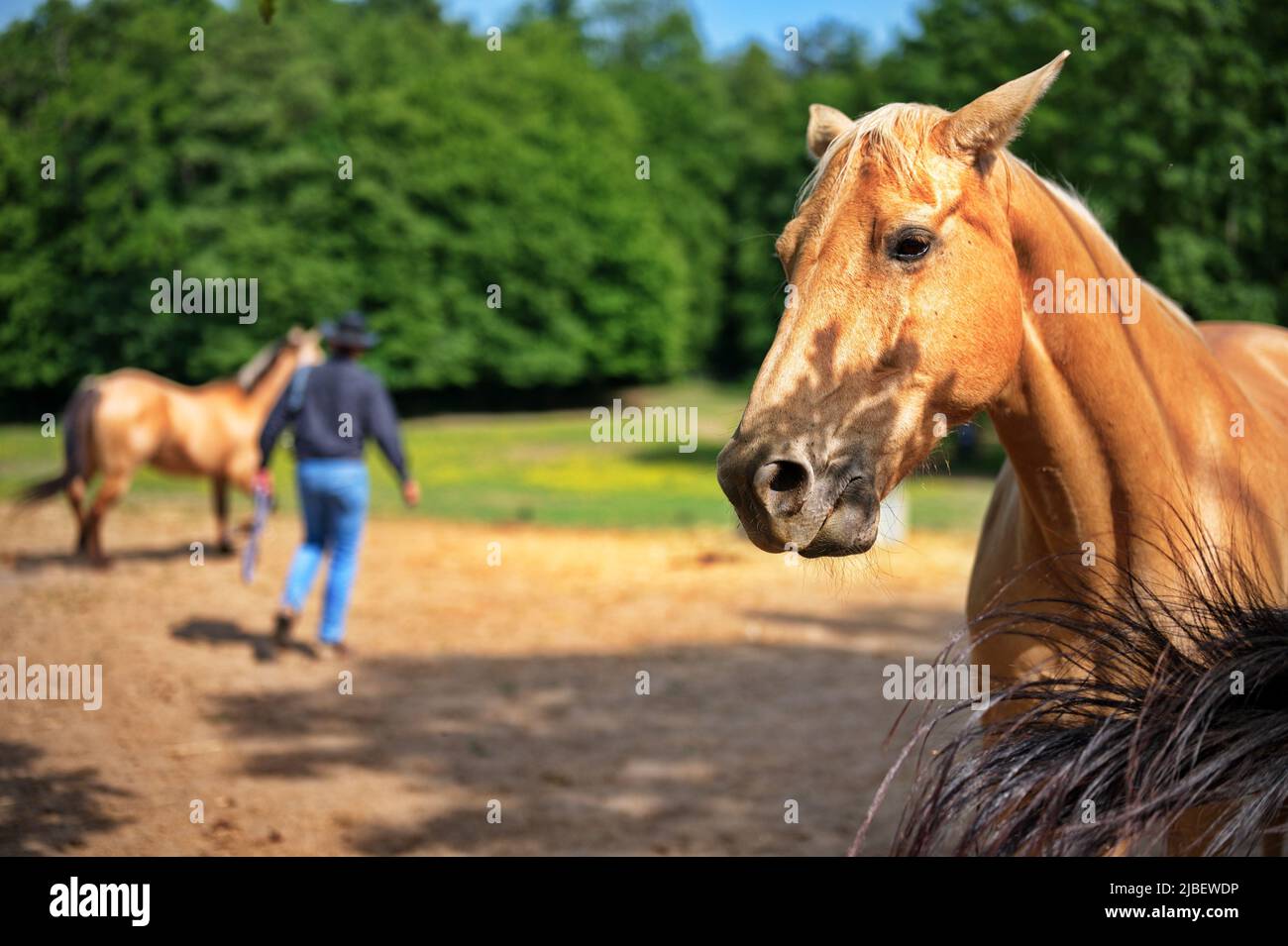 Gros plan de cheval brun sur le ranch Banque D'Images