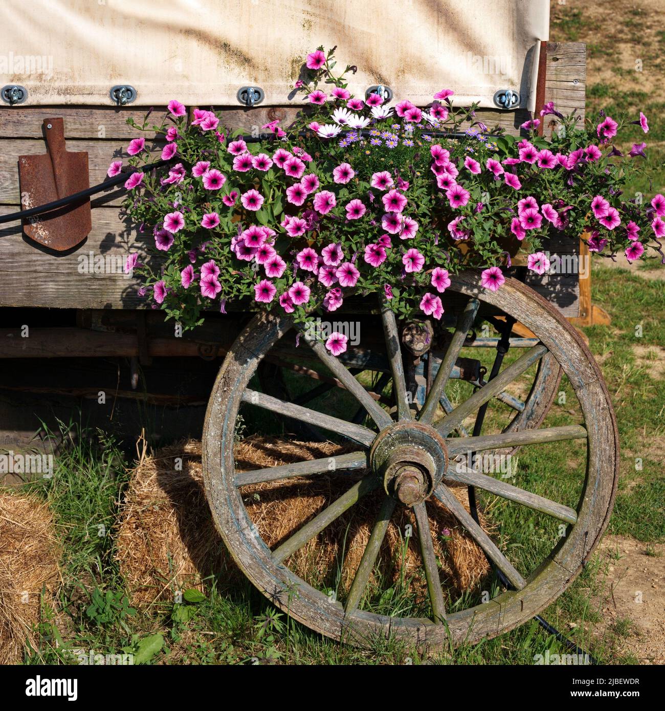 Wagon couvert de l'Ouest dans un champ Banque D'Images
