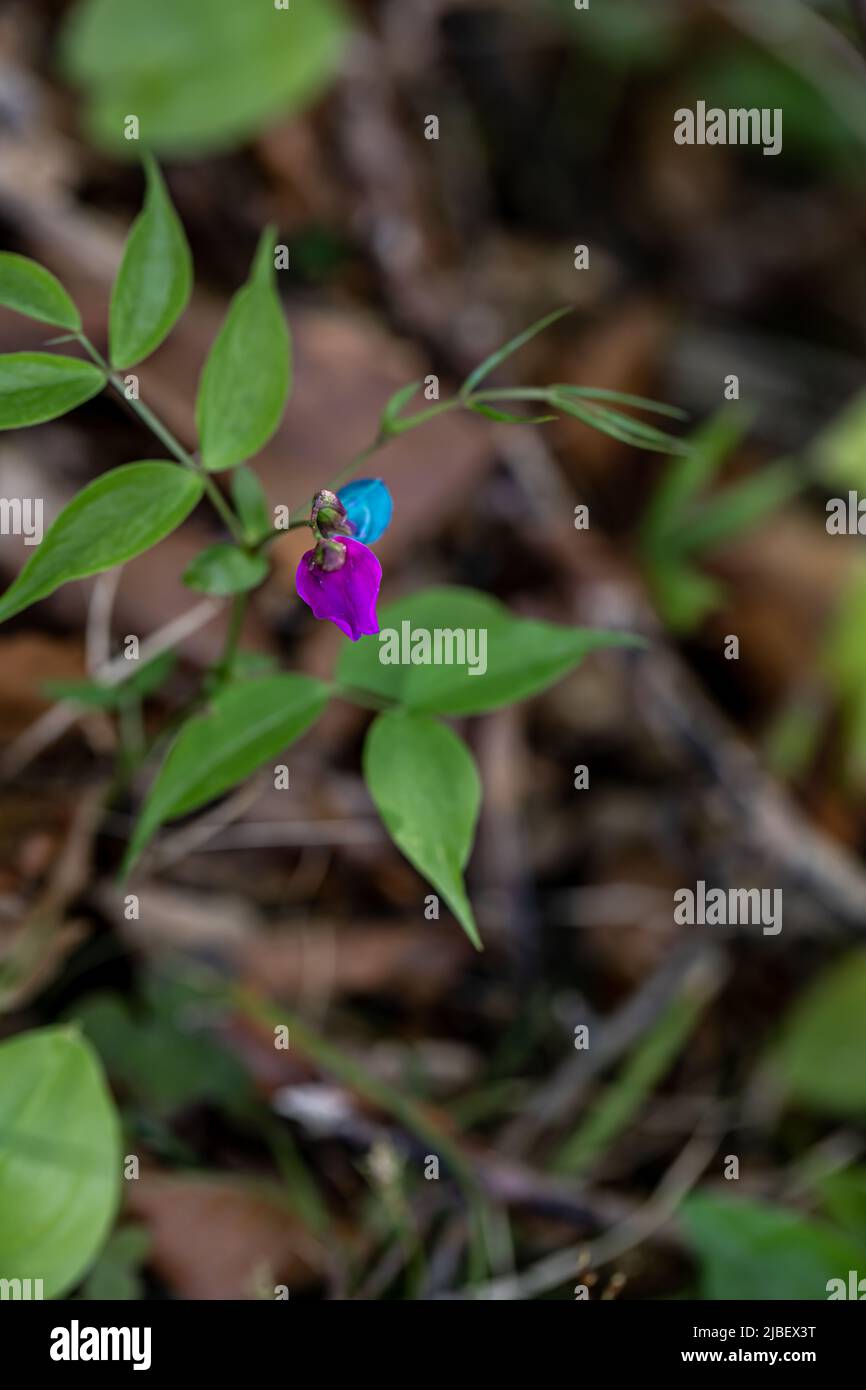 Lathyrus vernus fleurit dans la prairie Banque D'Images