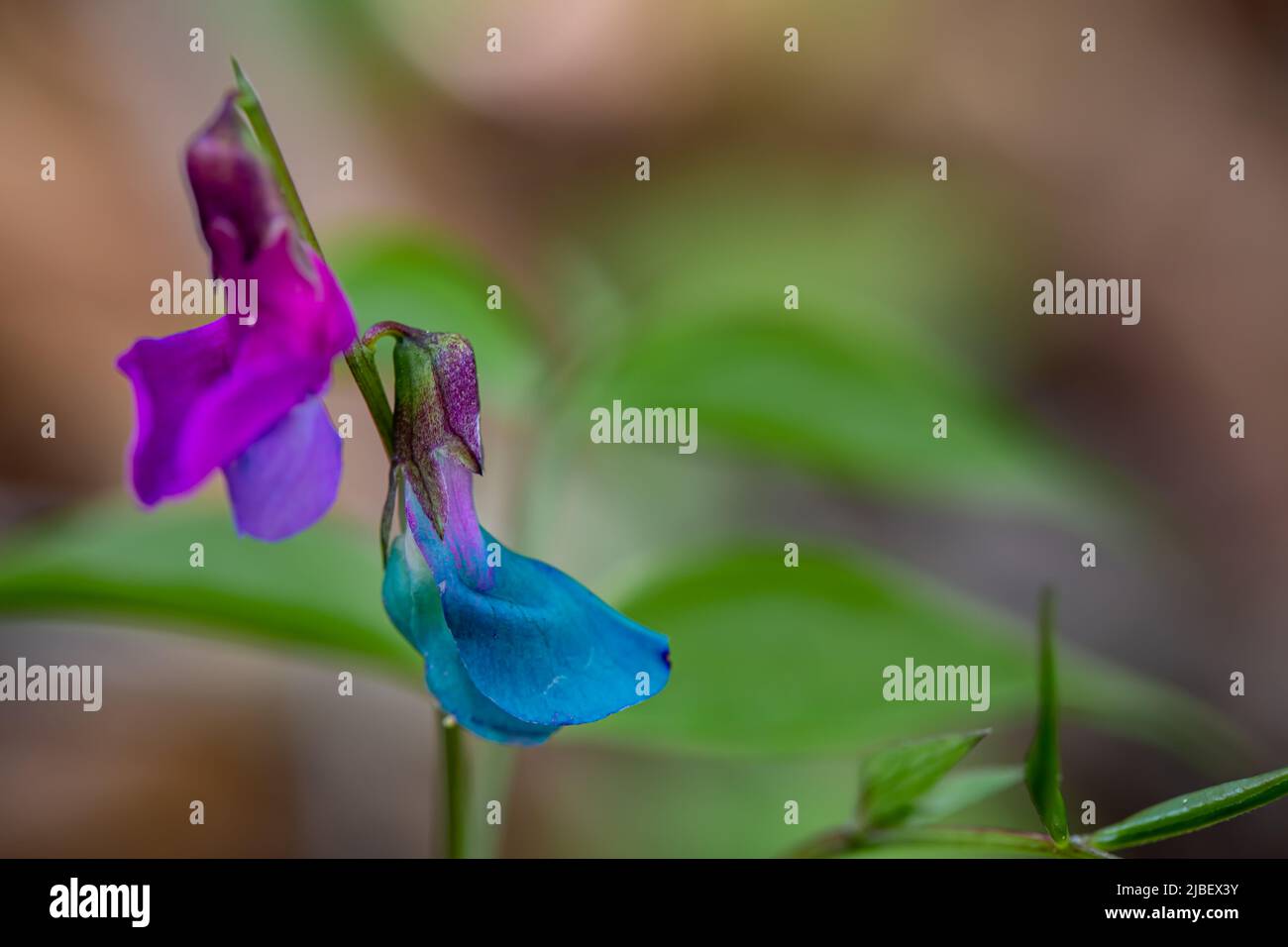 Lathyrus vernus fleurit dans la prairie Banque D'Images