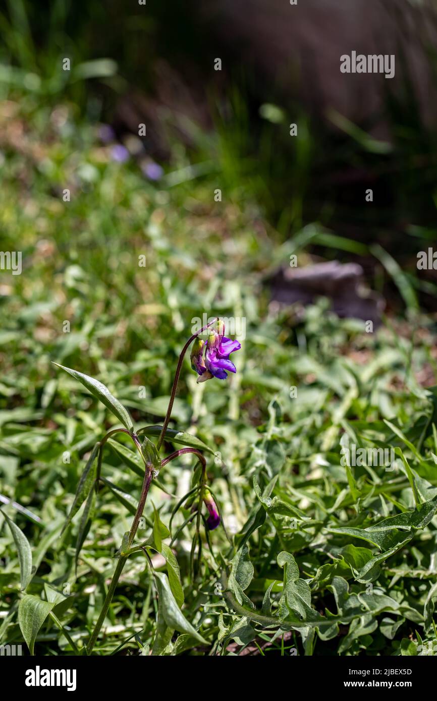 La fleur de Lathyrus vernus grandit dans les prairies Banque D'Images