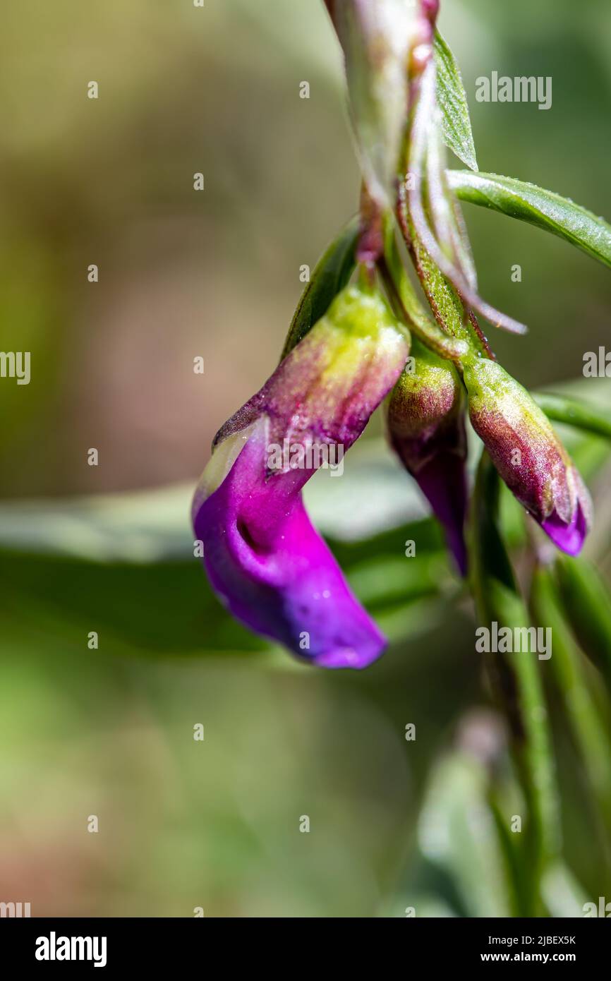 Lathyrus vernus fleur dans la prairie, gros plan Banque D'Images