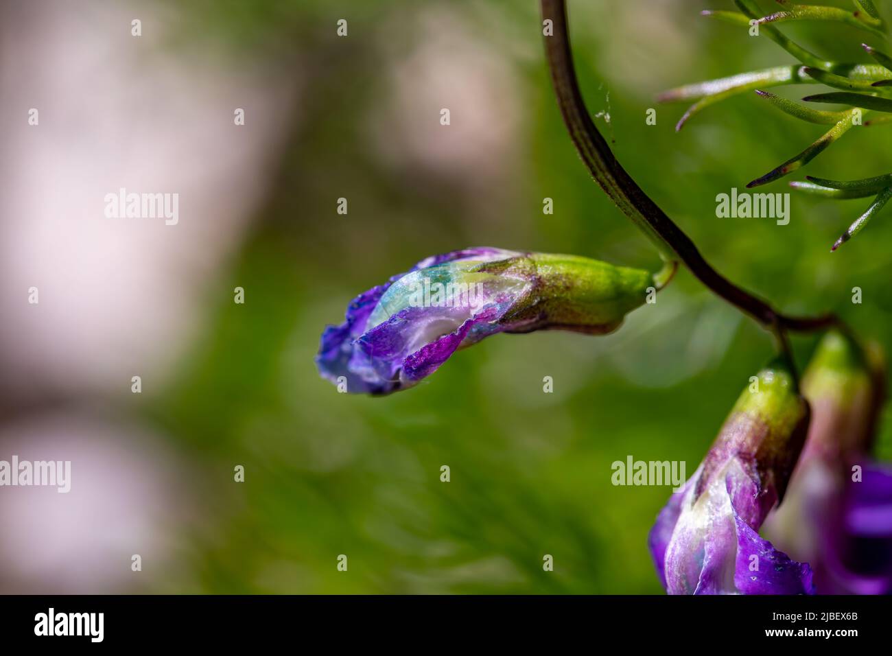 La fleur de Lathyrus vernus grandit dans le pré, en gros plan Banque D'Images