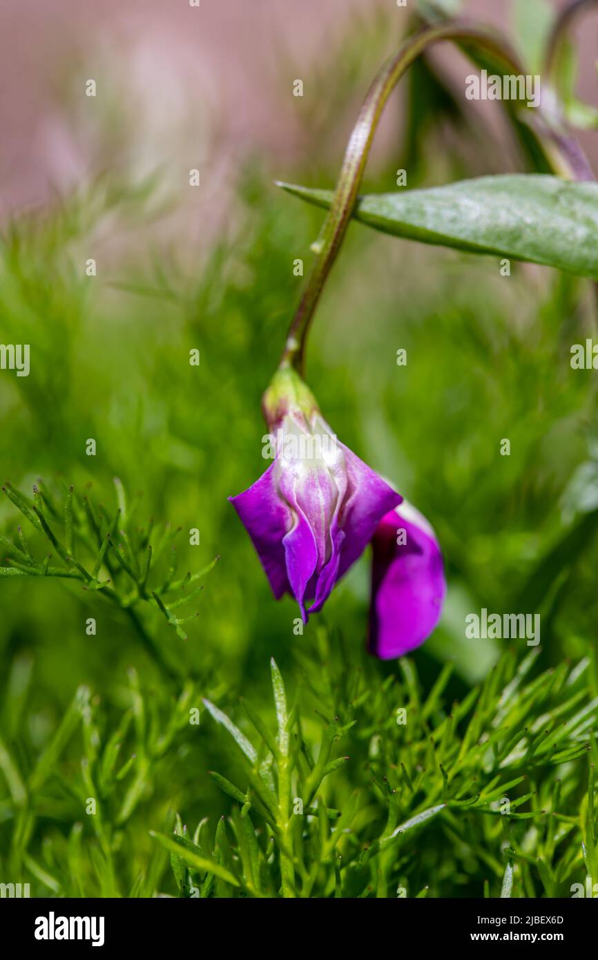 Lathyrus vernus fleurit dans le pré, pousse en gros plan Banque D'Images
