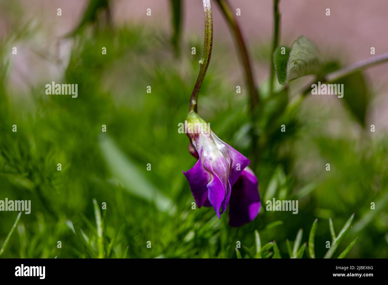 La fleur de Lathyrus vernus grandit dans les prés, pousse en gros plan Banque D'Images