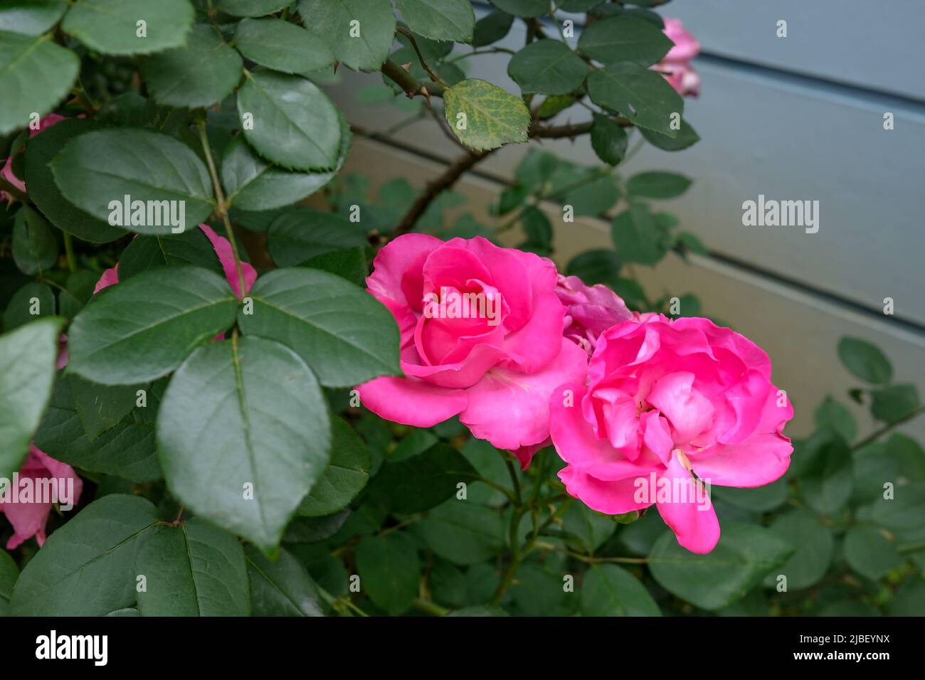 Les rosiers dans le jardin Banque D'Images