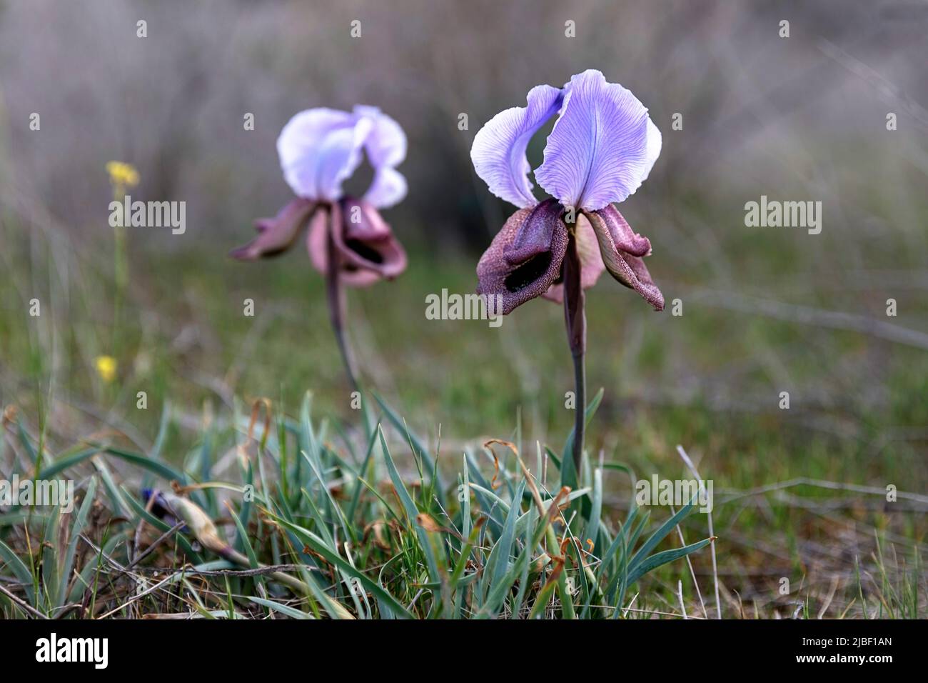 Iris géorgien, Iris iberica croissant dans la nature, Géorgie Banque D'Images