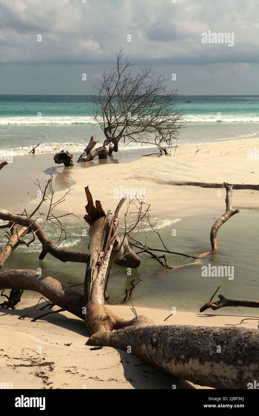 Troncs d'arbres morts à l'estuaire d'un ruisseau sur la plage de Tarimbang à Tabung, à l'est de Sumba, à Nusa Tenggara, en Indonésie. Cette plage pourrait être parmi la moitié des plages de sable dans le monde qui pourraient disparaître d'ici la fin du siècle si le changement climatique continue sans être atténué, comme l'ont rapporté les climatologues dans leur publication de mars 2020 sur le changement climatique de la nature. Banque D'Images