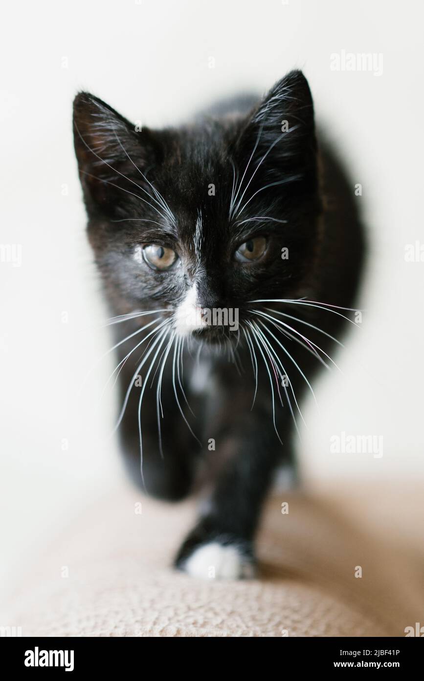 Mignon Noir avec des taches blanches petit chat vient Banque D'Images