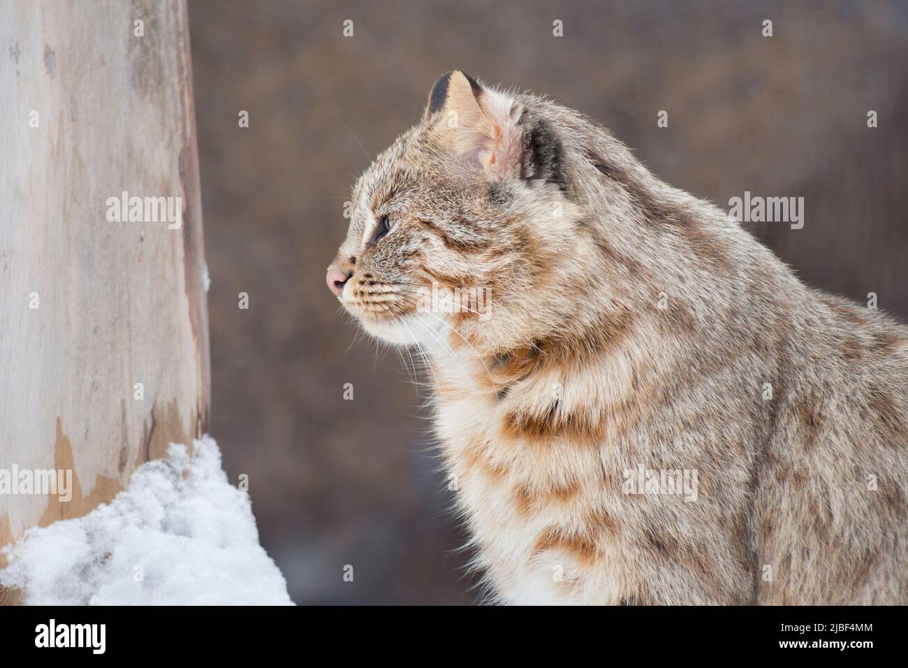 Le chat léopard sibérien avec de grands yeux jaunes regarde loin. Chat de forêt d'Amur. Gros plan. Prionailurus bengalensis euptilura. Animaux dans la faune. Banque D'Images