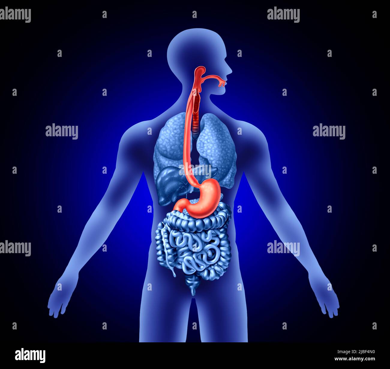 Notion : oesophage et estomac avec trachée comme organe humain représentant la déglutition ou le mal de gorge et les symptômes digestifs. Banque D'Images