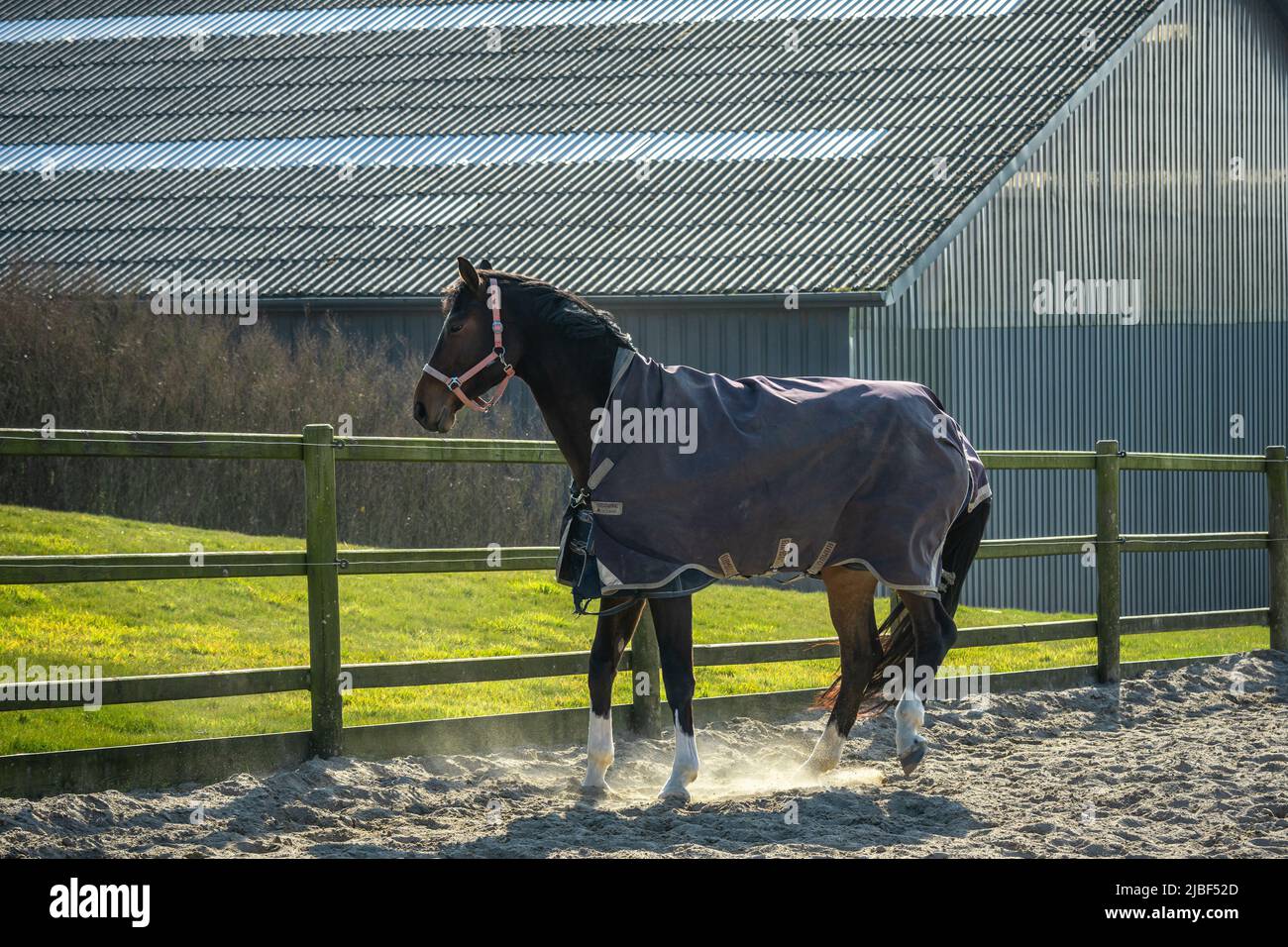 Une jument danoise à sang chaud, Dansk Varmblod dans l'écurie. C'est une race danoise de cheval de sport moderne. Assens, Danemark, Europe Banque D'Images