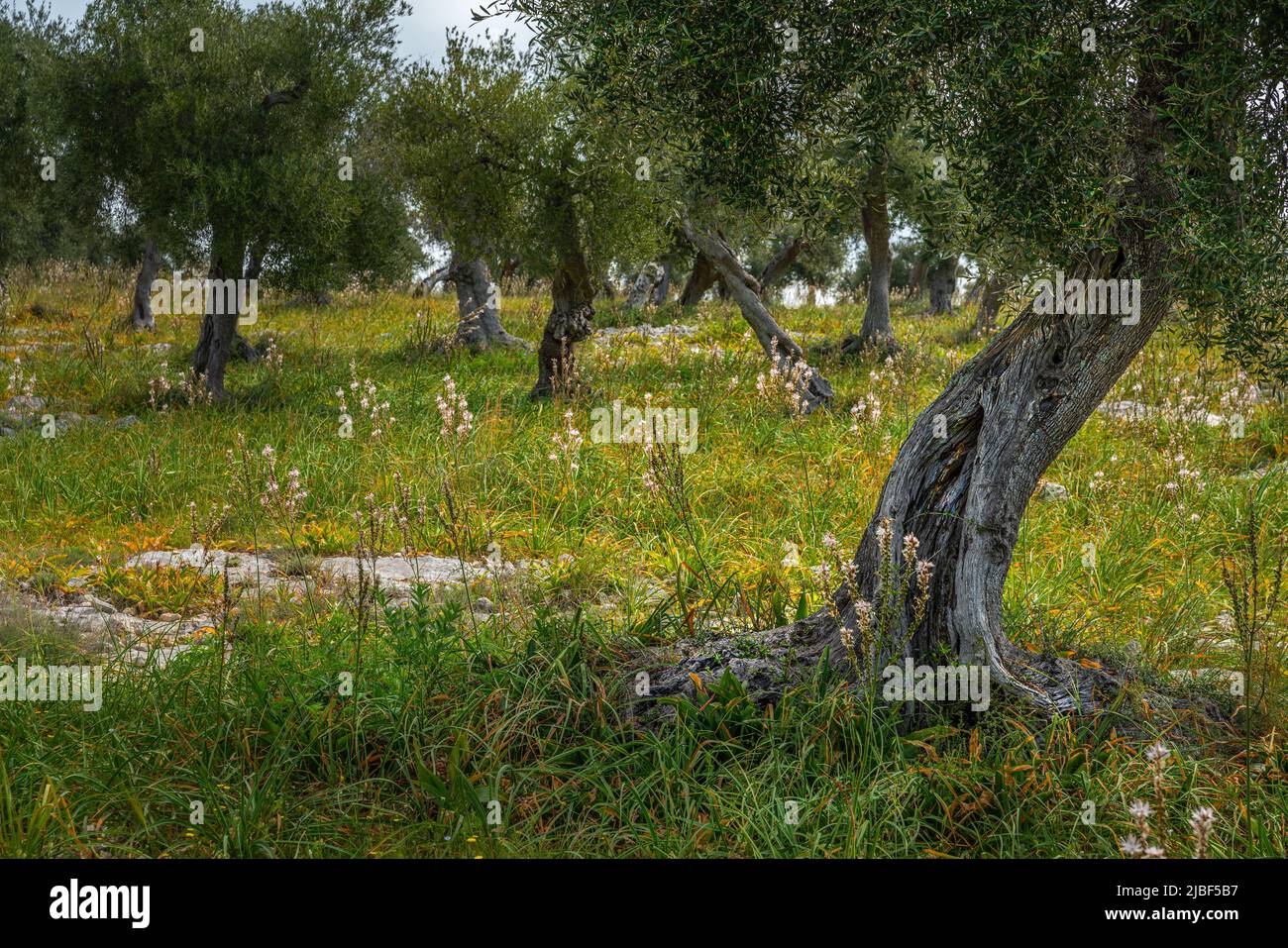 oliveraie de Gargano, Puglia. oliveraie méditerranéenne laïque. Plantation traditionnelle le jour du printemps. Puglia, Italie, Europe Banque D'Images