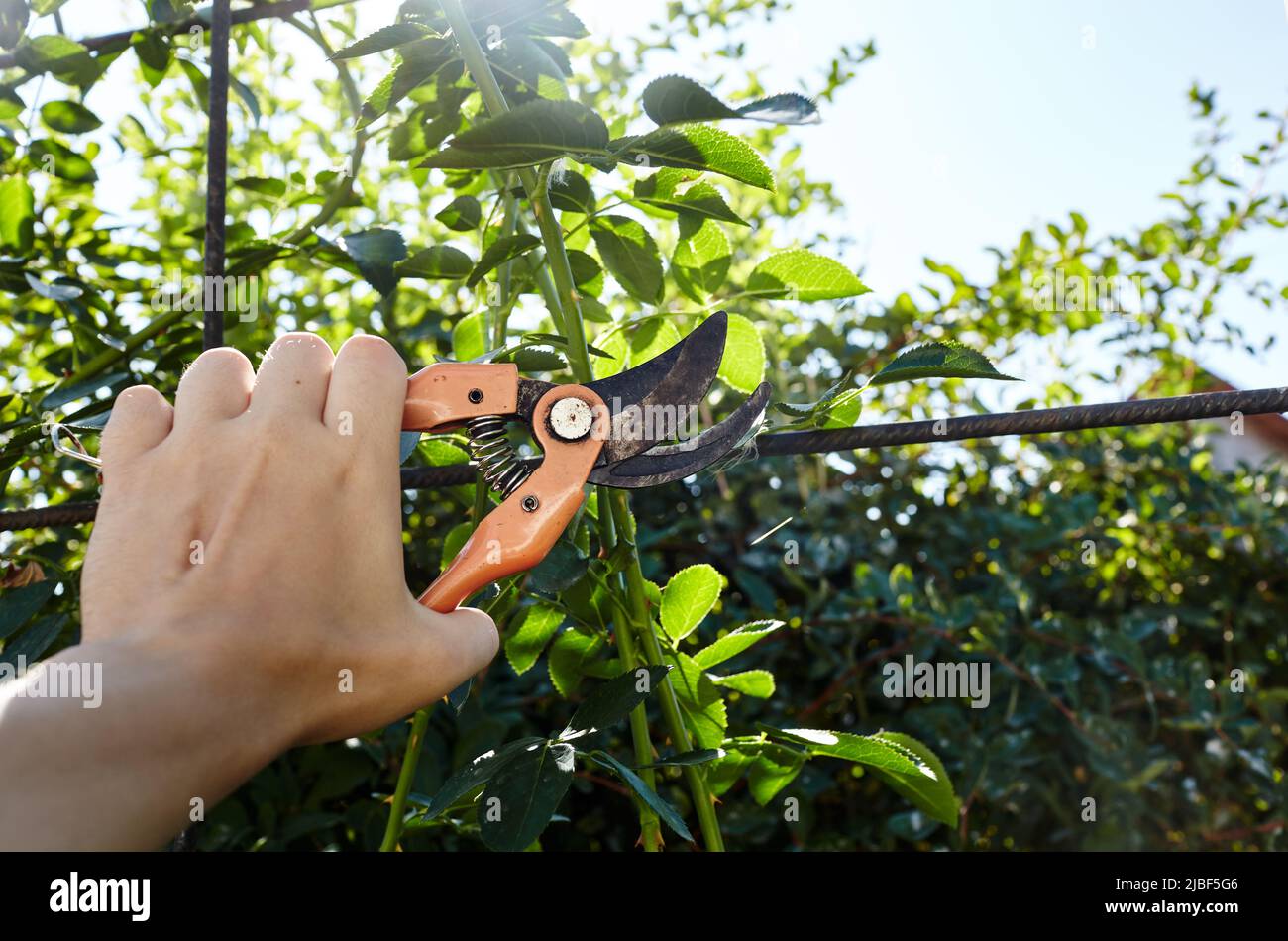 L'homme jardinant dans l'arrière-cour. Les mains du Mans avec des sécateurs coupant des fleurs sauvages sur le rosier. Jardinage saisonnier, élagage des plantes avec des sécateurs Banque D'Images