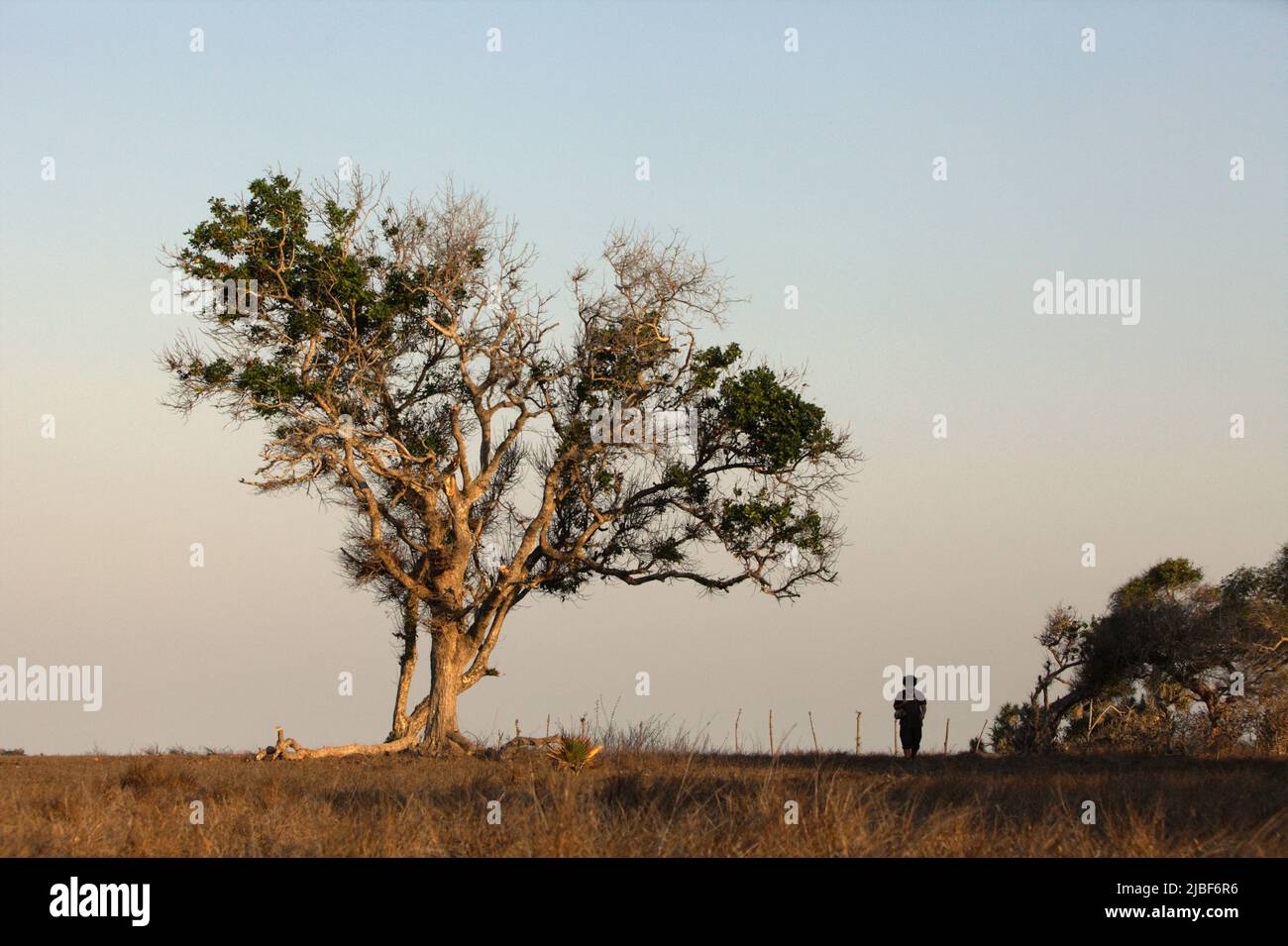 Un homme qui marche sur des prairies sèches où un grand arbre pousse près de la plage de Londa Lima à Kanatang, à l'est de Sumba, à l'est de Nusa Tenggara, en Indonésie. Banque D'Images