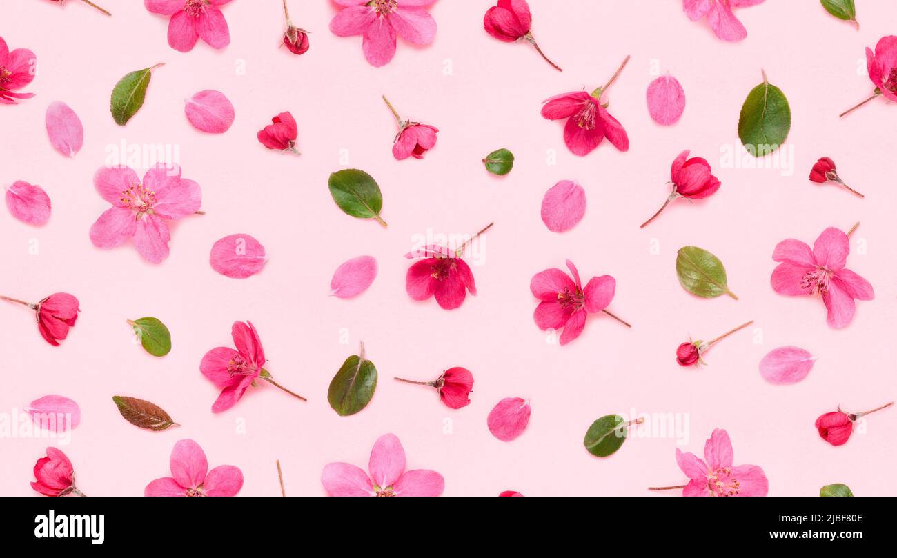 Motif fleuri sans couture de pommier fleurs bourgeons les feuilles et les pétales sur fond rose plat Lay top vue Banque D'Images