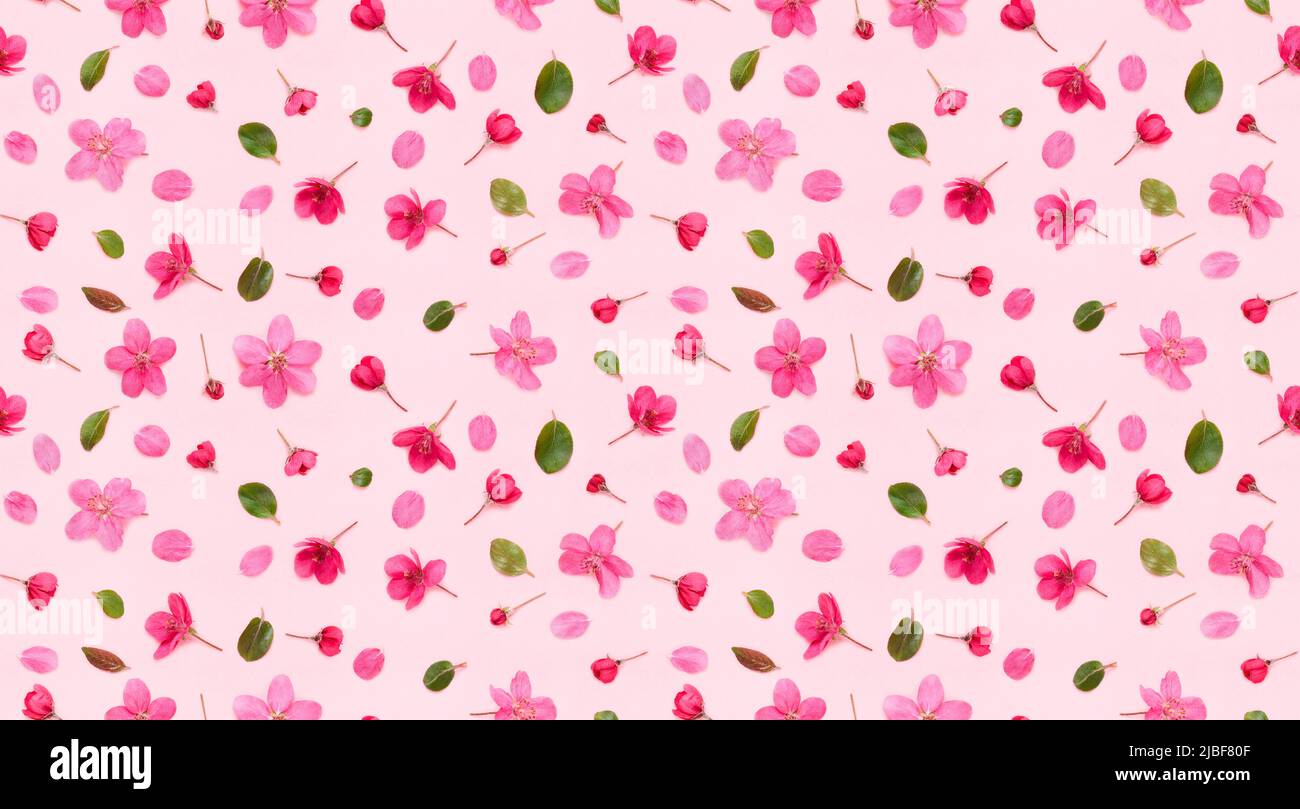 Motif fleuri sans couture de pommiers fleurs bourgeons les feuilles et les pétales sur fond rose plat Lay top vue Banque D'Images