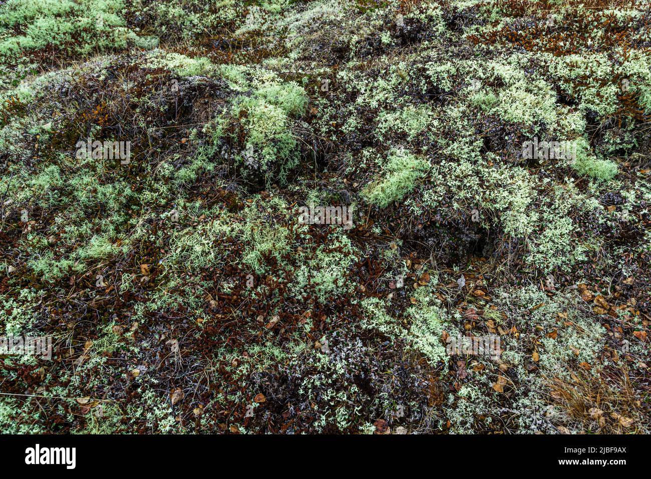 Des lichens vert pâle et finement ramifiés (peut-être de la lichens des rennes, Cladonia spec.) recouvrent la mousse sombre et les broussailles sèches sur le sol de la lande de lave près de Skútustaðir sur la rive sud du lac Mývatn dans le nord-est de l'Islande. Banque D'Images