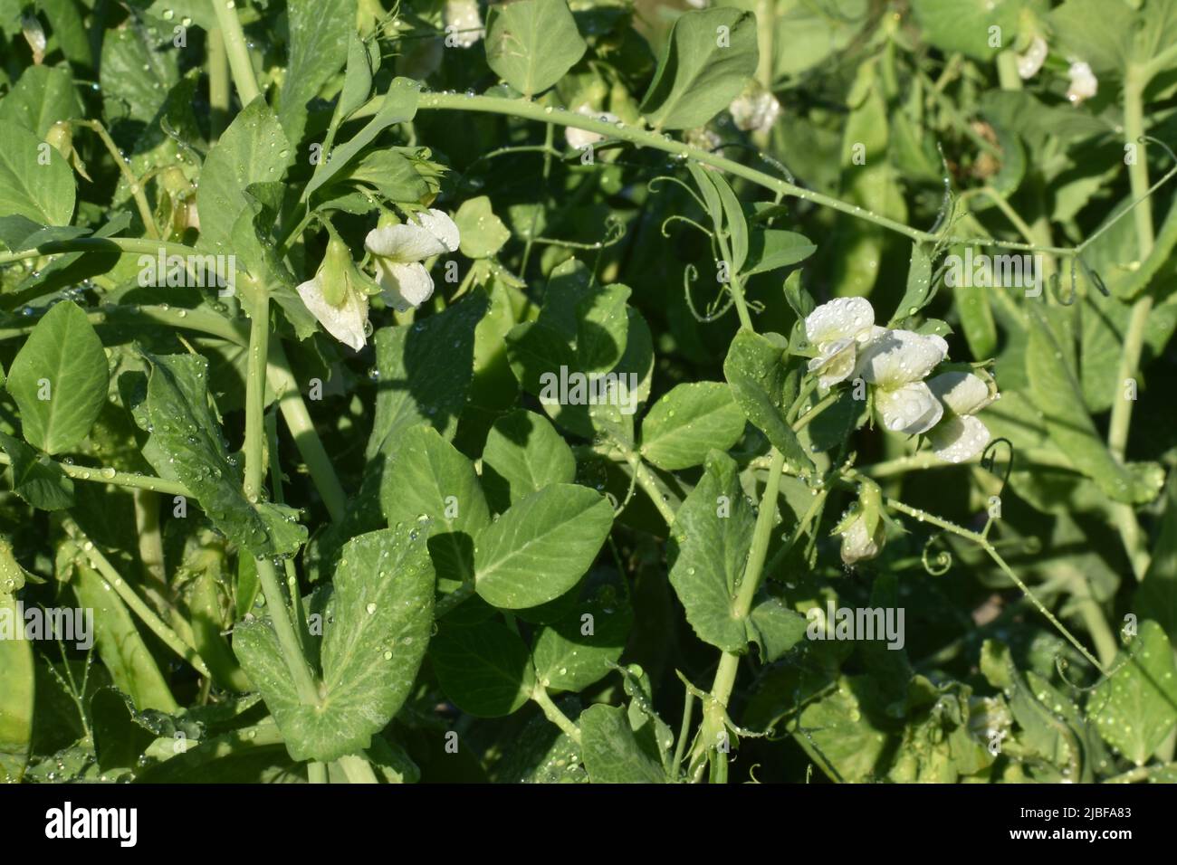 Vue rapprochée de jeunes plants de pois verts frais avec des fleurs blanches dans un potager biologique Banque D'Images