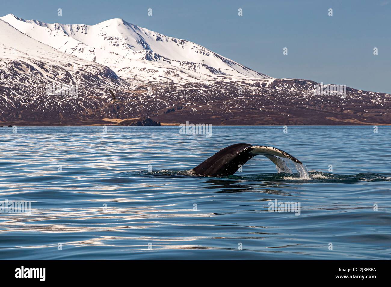 Un bateau d'observation des baleines traverse la baie de Skjálfandi au large de Húsavík dans le nord de l'Islande, sous des montagnes enneigées. De nombreux bateaux partent de Húsavík pour l'observation des baleines. Banque D'Images
