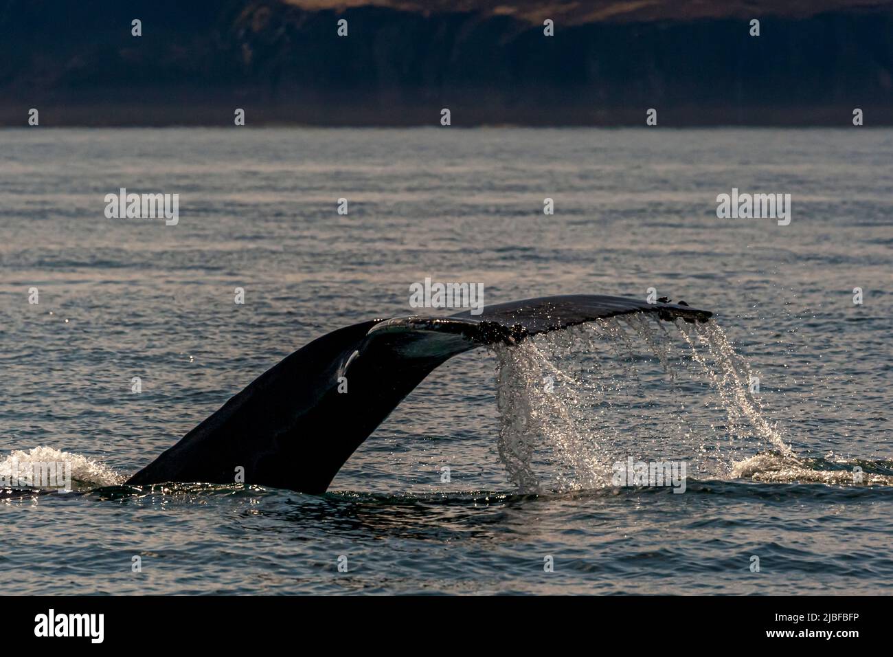 La nageoire caudale d’un baleine à bosse (Megaptera novaeangliae) plonge sous la surface de la baie de Skjálfandi au large de Húsavík dans le nord de l’Islande, l’eau ruisselant de la nageoire. La nageoire caudale qui apparaît lorsque la baleine plonge est le point culminant des tours d’observation des baleines au départ de Húsavík. Banque D'Images
