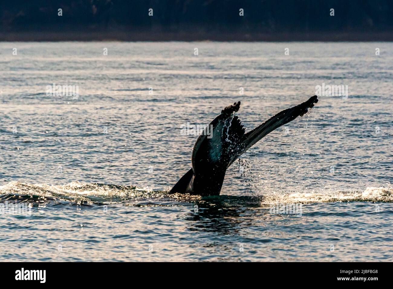 La nageoire caudale (fluke) d'une baleine à bosse (Megaptera novaeangliae) s'élève brusquement hors de la baie de Skjálfandi au large de Húsavík dans le nord de l'Islande avant que la baleine ne plonge. La nageoire caudale qui apparaît lorsque la baleine plonge est le point culminant des tours d'observation des baleines au départ de Húsavík. Banque D'Images