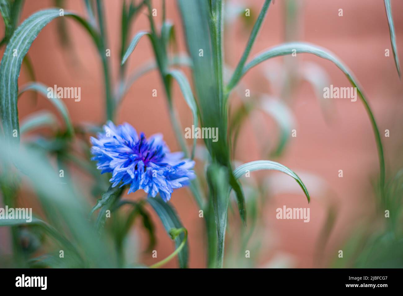Centaurea cyanus (Cornflower) 'bluebell, Bristol, Royaume-Uni Banque D'Images