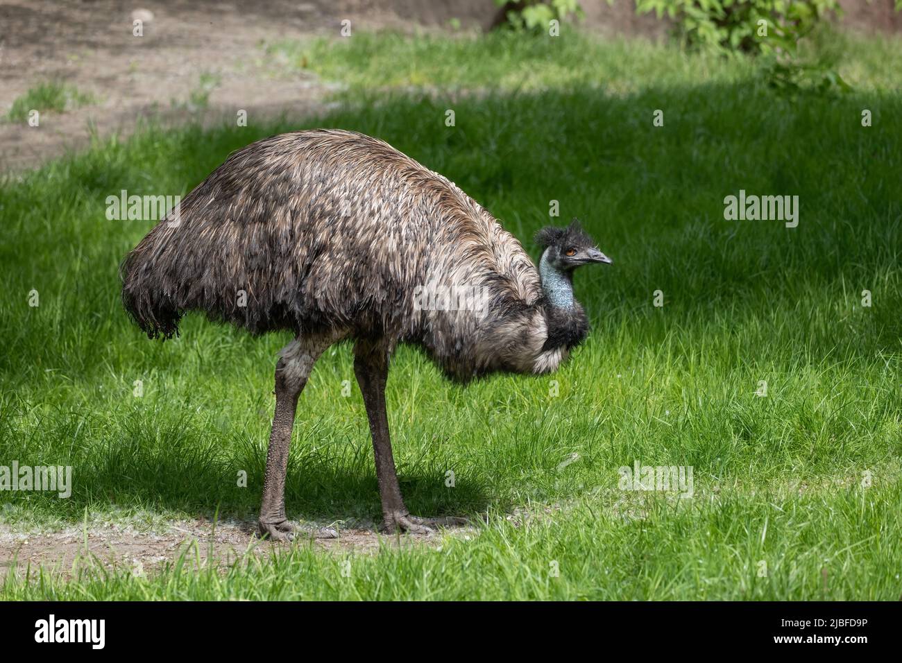 L'émeu (Dromaius novaehollandiae) oiseau dans la prairie, animal endémique de la famille des Casuariidae, originaire d'Australie. Banque D'Images