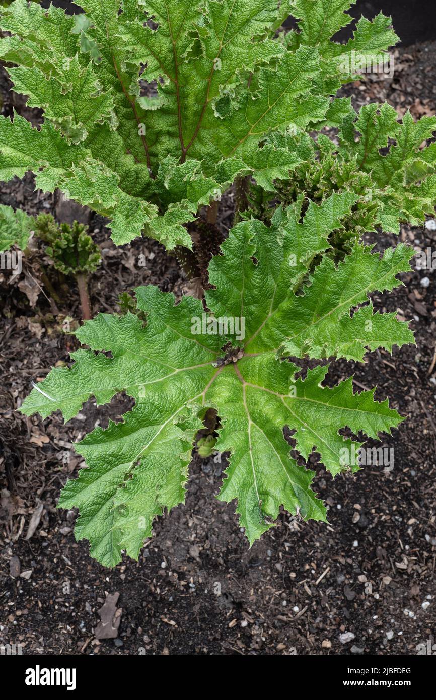 Le géant brésilien rhubarb Gunnera manucata Linden ex Andre, plante herbacée vivace de la famille des Gunneraceae, région: Sud du Brésil. Banque D'Images