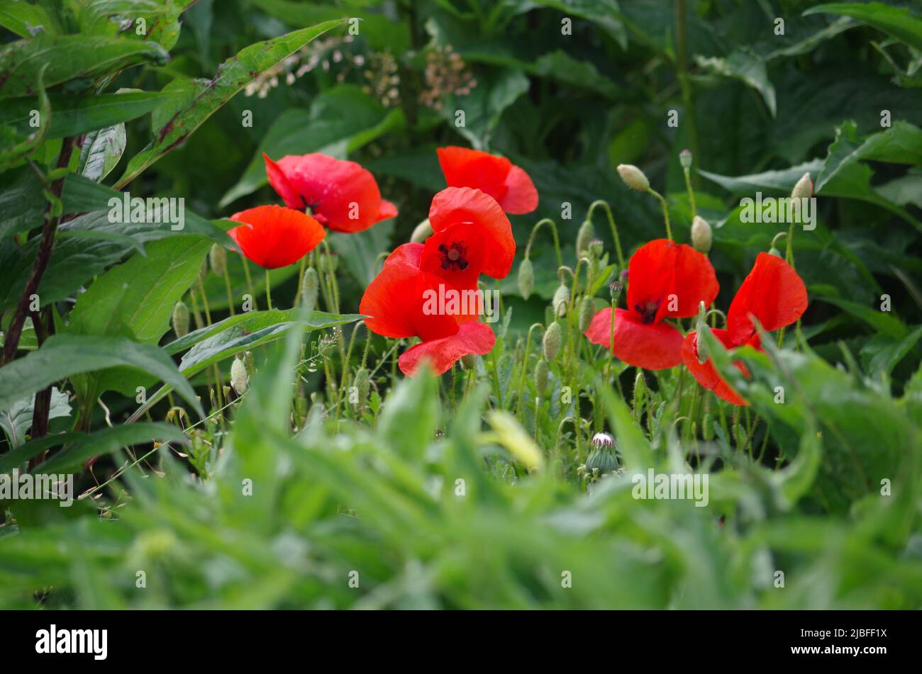 Fleurs de pavot dans un champ d'Echinazea. Banque D'Images